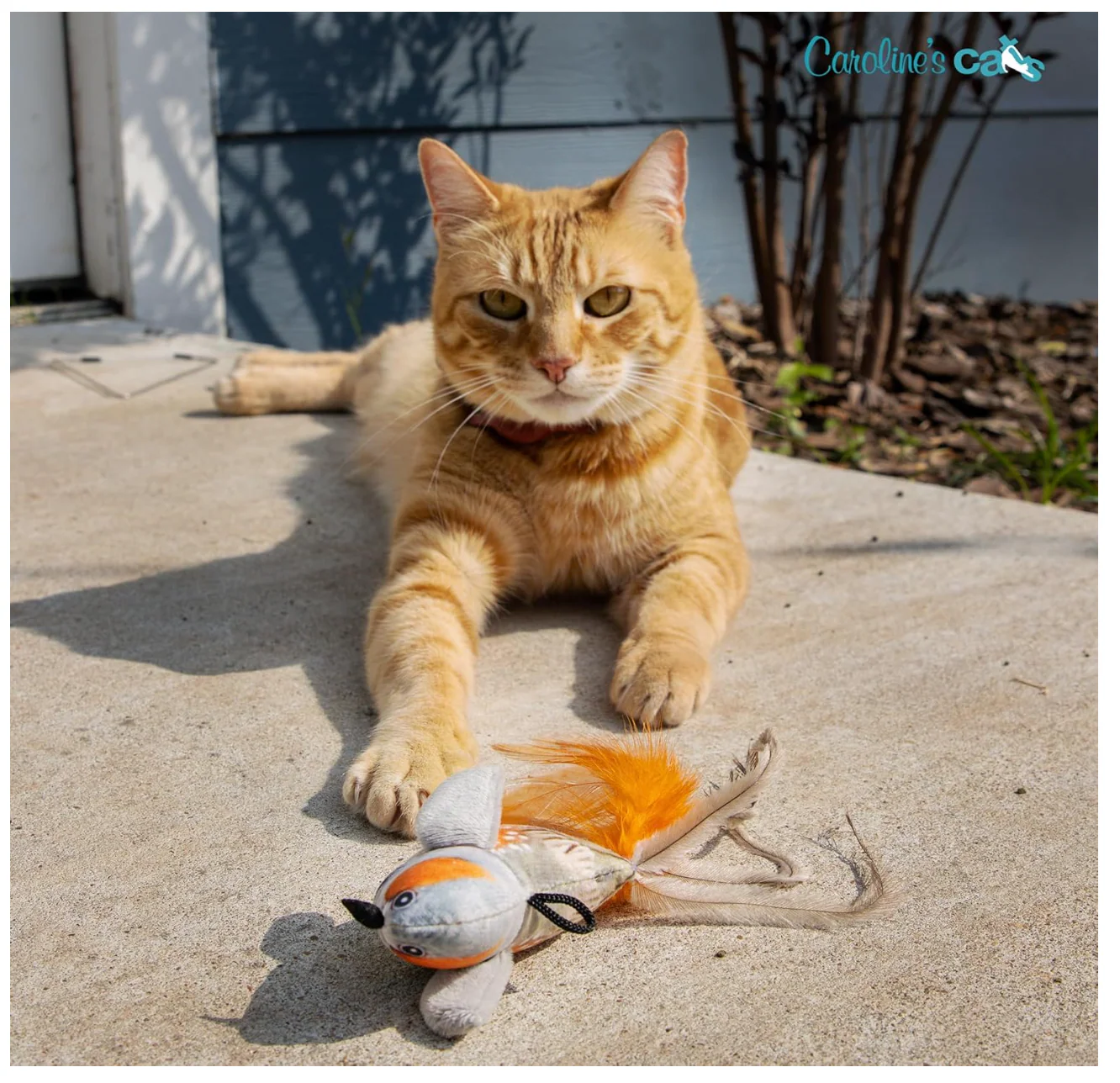 Caroline's Cats Plush Chirping Bird Cat Toy on Elastic String with Doorway Hanger - No Flimsy Suction Cups; Real Electronic Avian Sounds - Image 7
