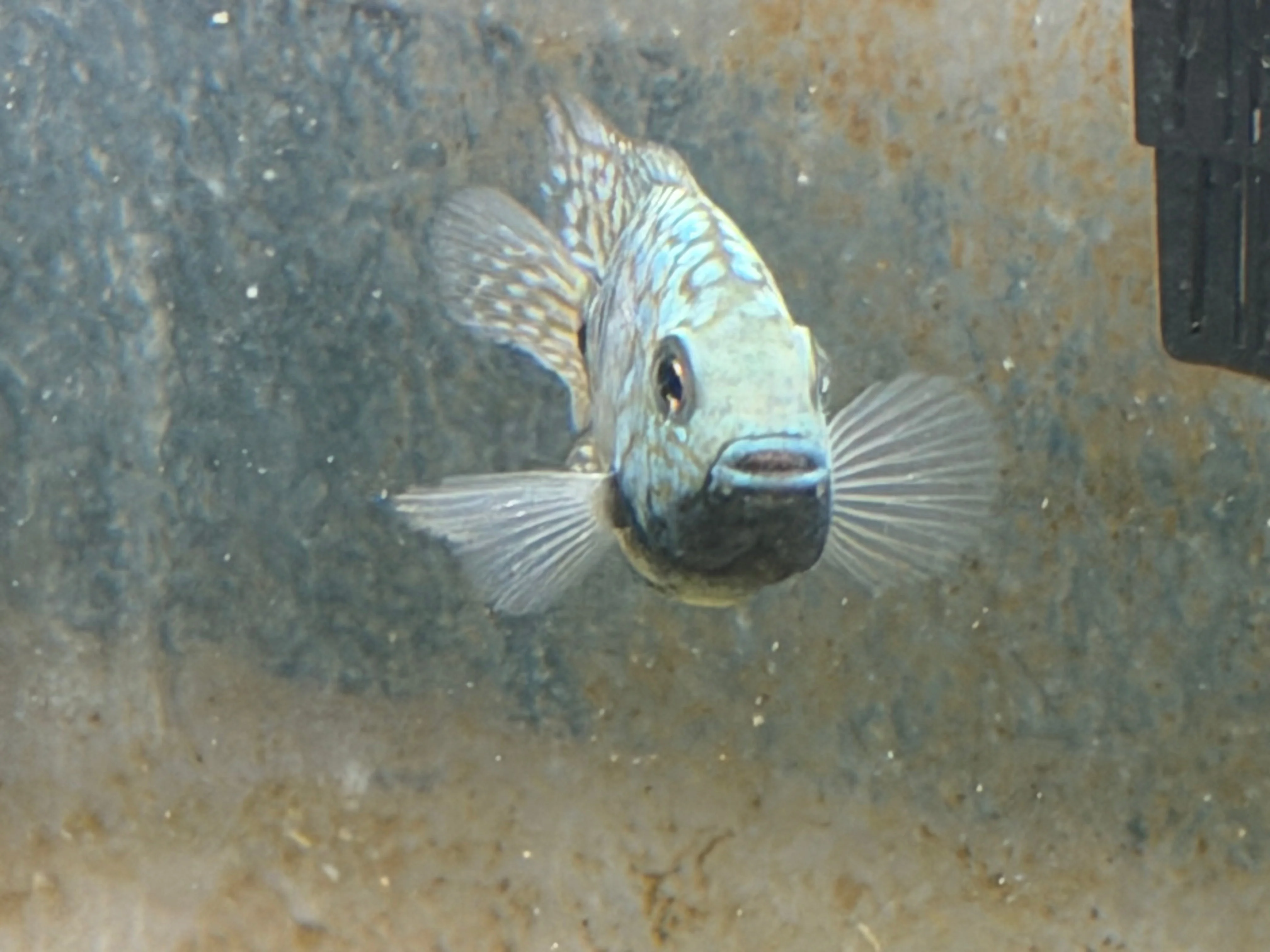 Carpintis Cichlid (Herichthys carpintis) - Image 2