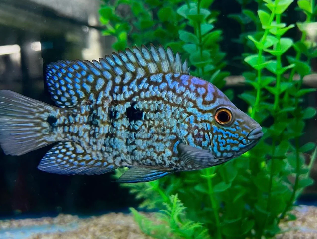 Carpintis Cichlid (Herichthys carpintis) - Image 3