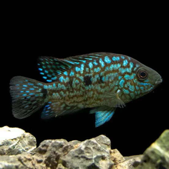 Carpintis Cichlid (Herichthys carpintis) - Image 4