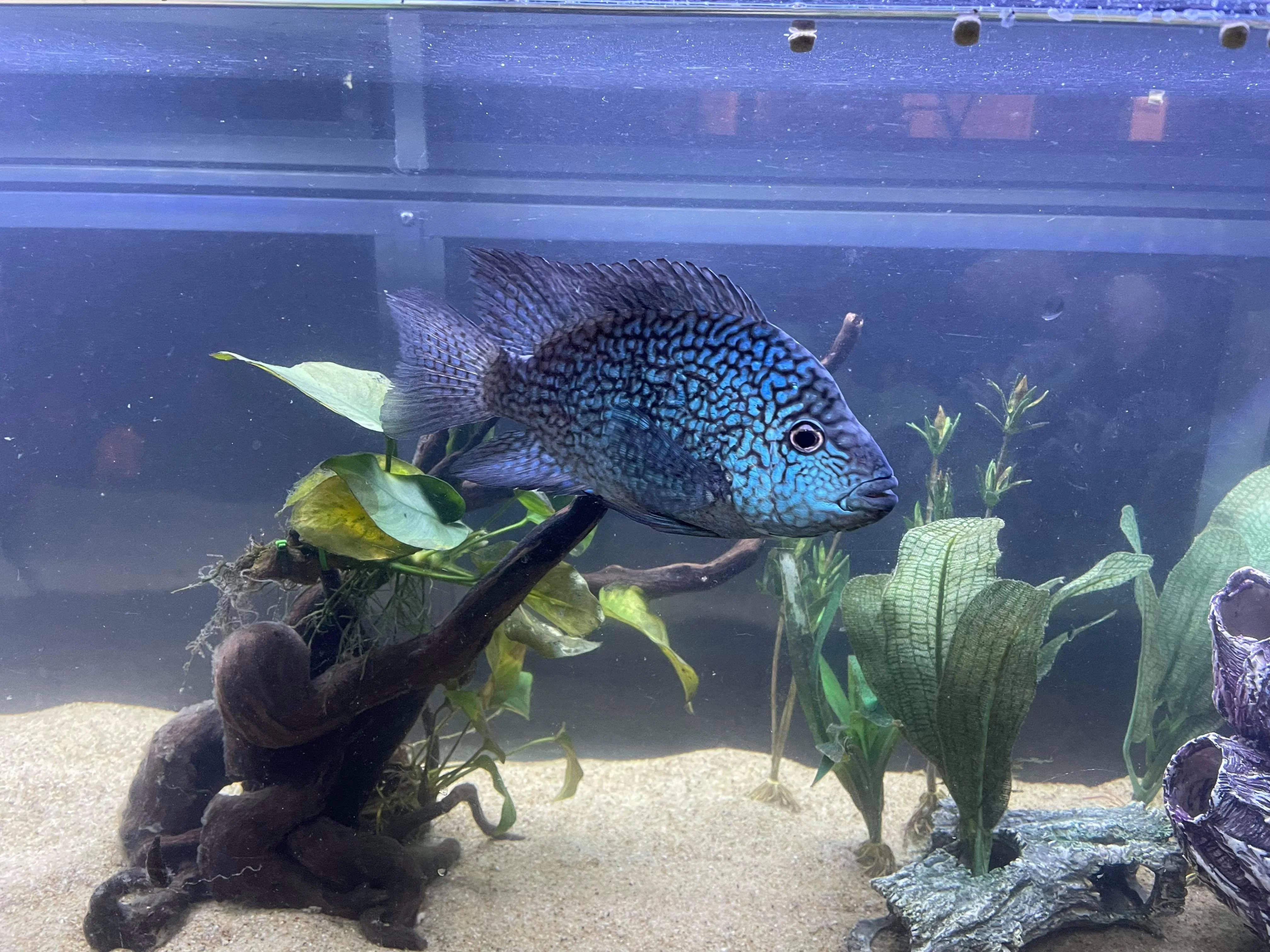 Carpintis Cichlid (Herichthys carpintis) - Image 5
