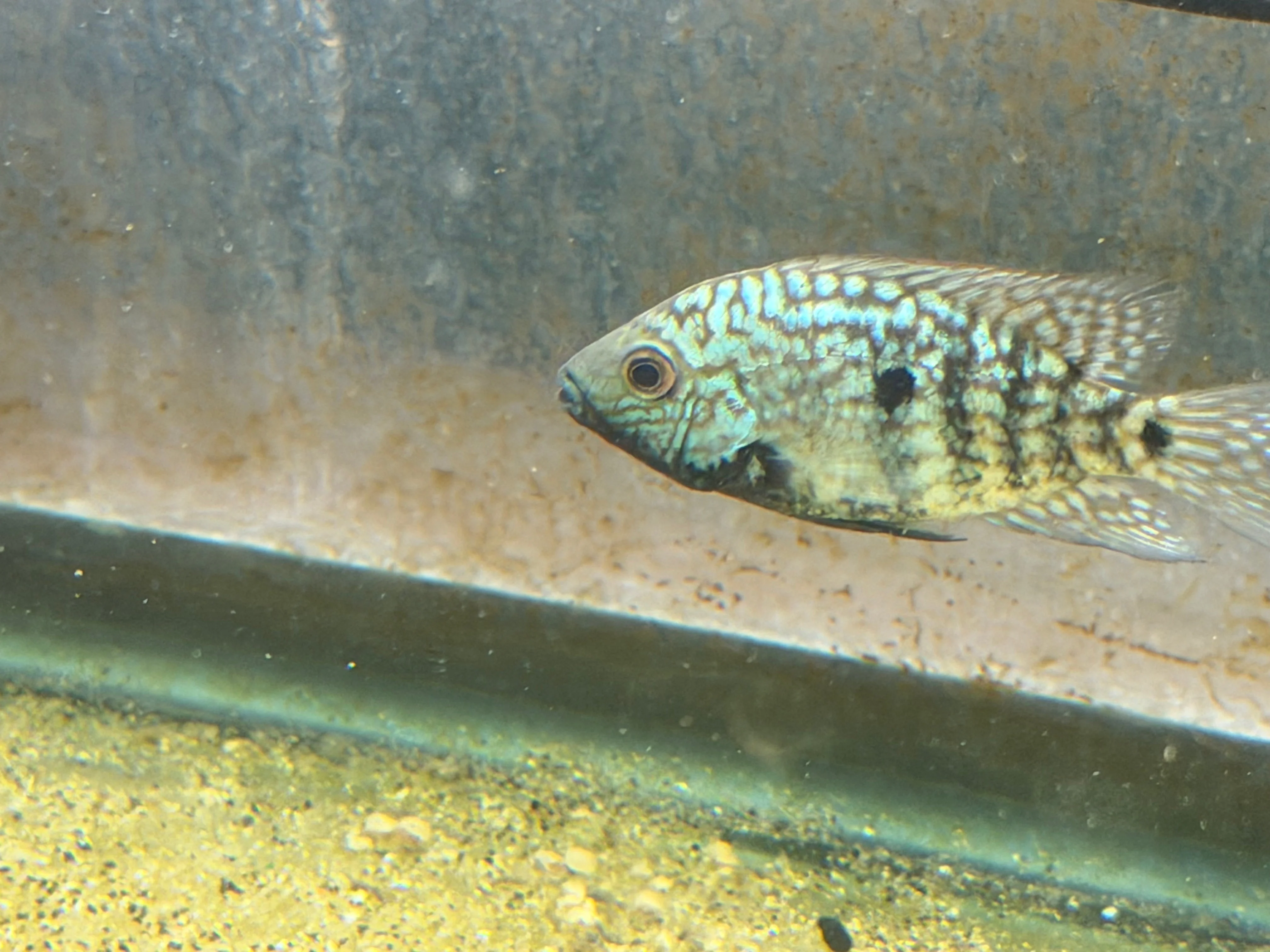 Carpintis Cichlid (Herichthys carpintis) - Image 6
