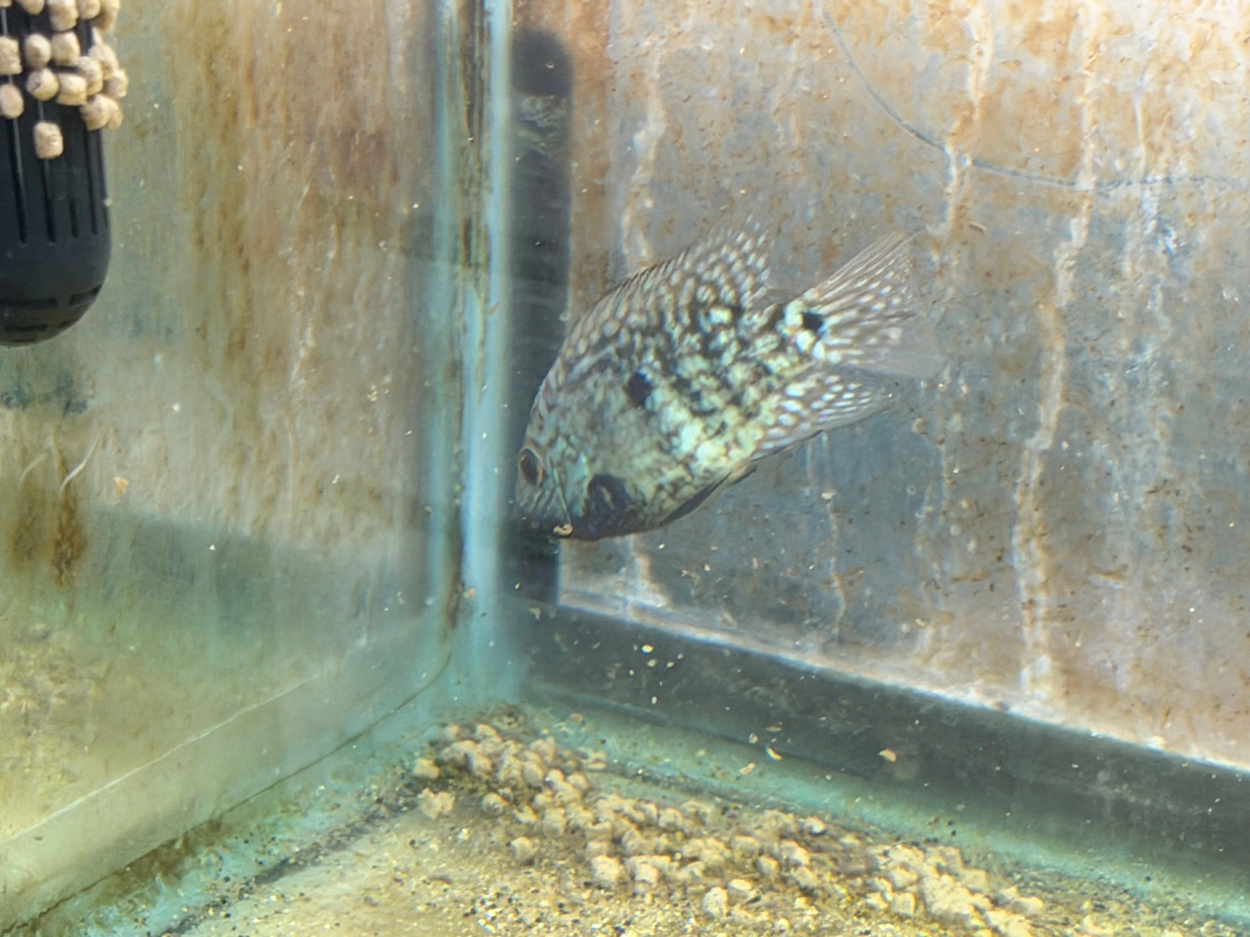 Carpintis Cichlid (Herichthys carpintis) - Image 7