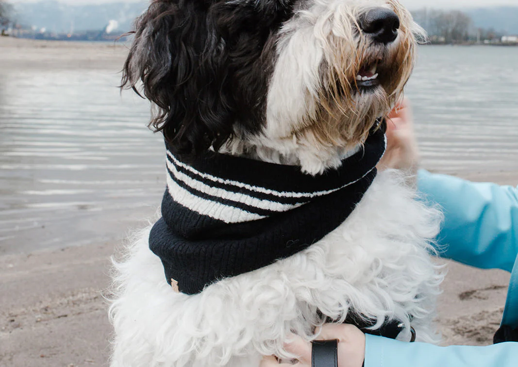 Cashmere Blend Scarf sets for Pets and their humans, Black and White - Image 2