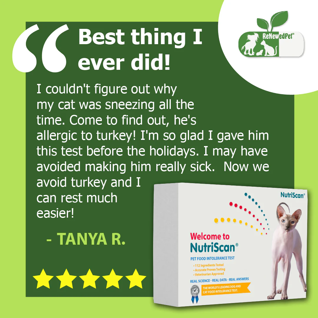 CAT FOOD ALLERGY / SENSITIVITY TEST! - Image 2