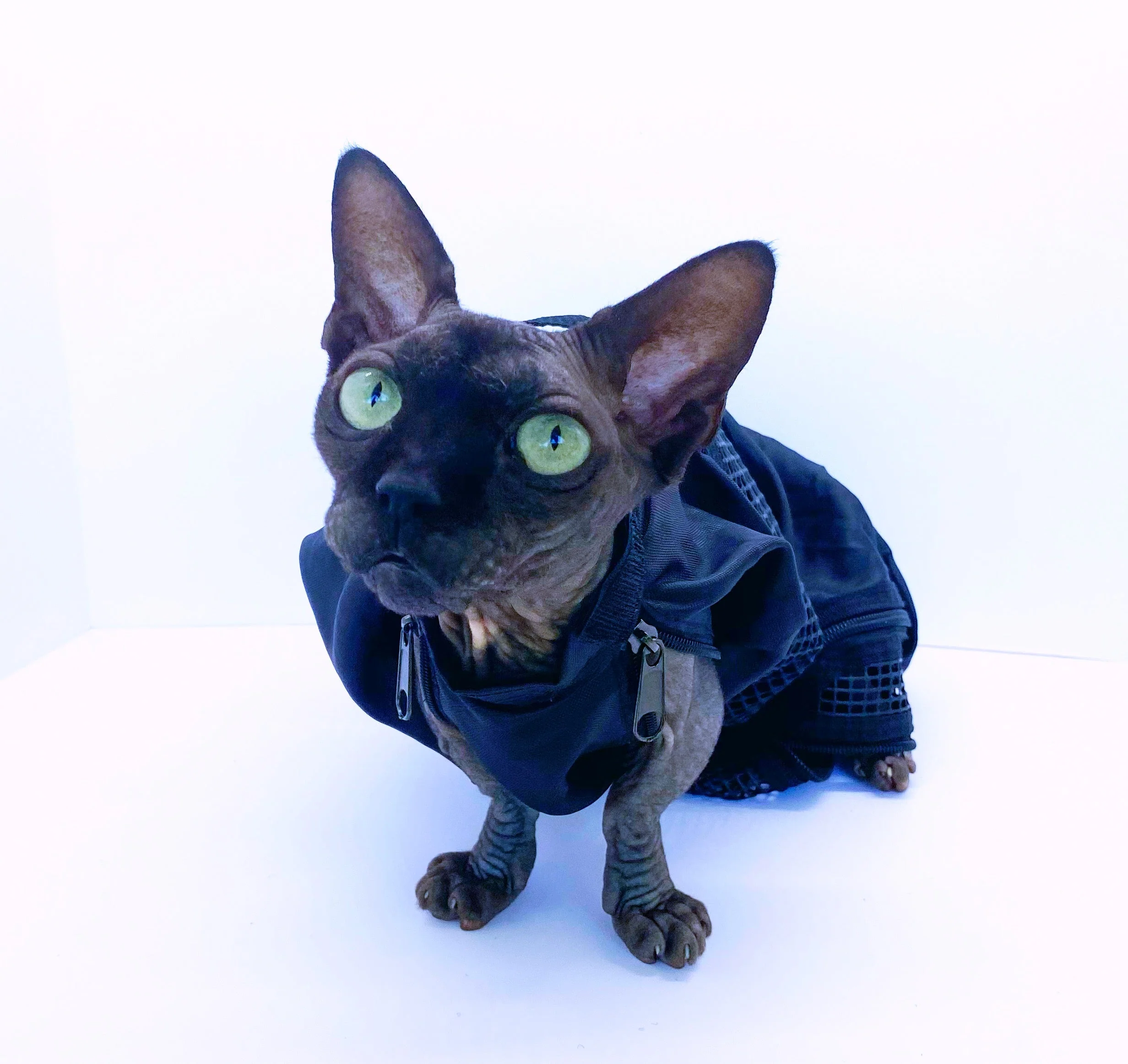 CAT/SMALL DOG GROOMING BAG - Image 6
