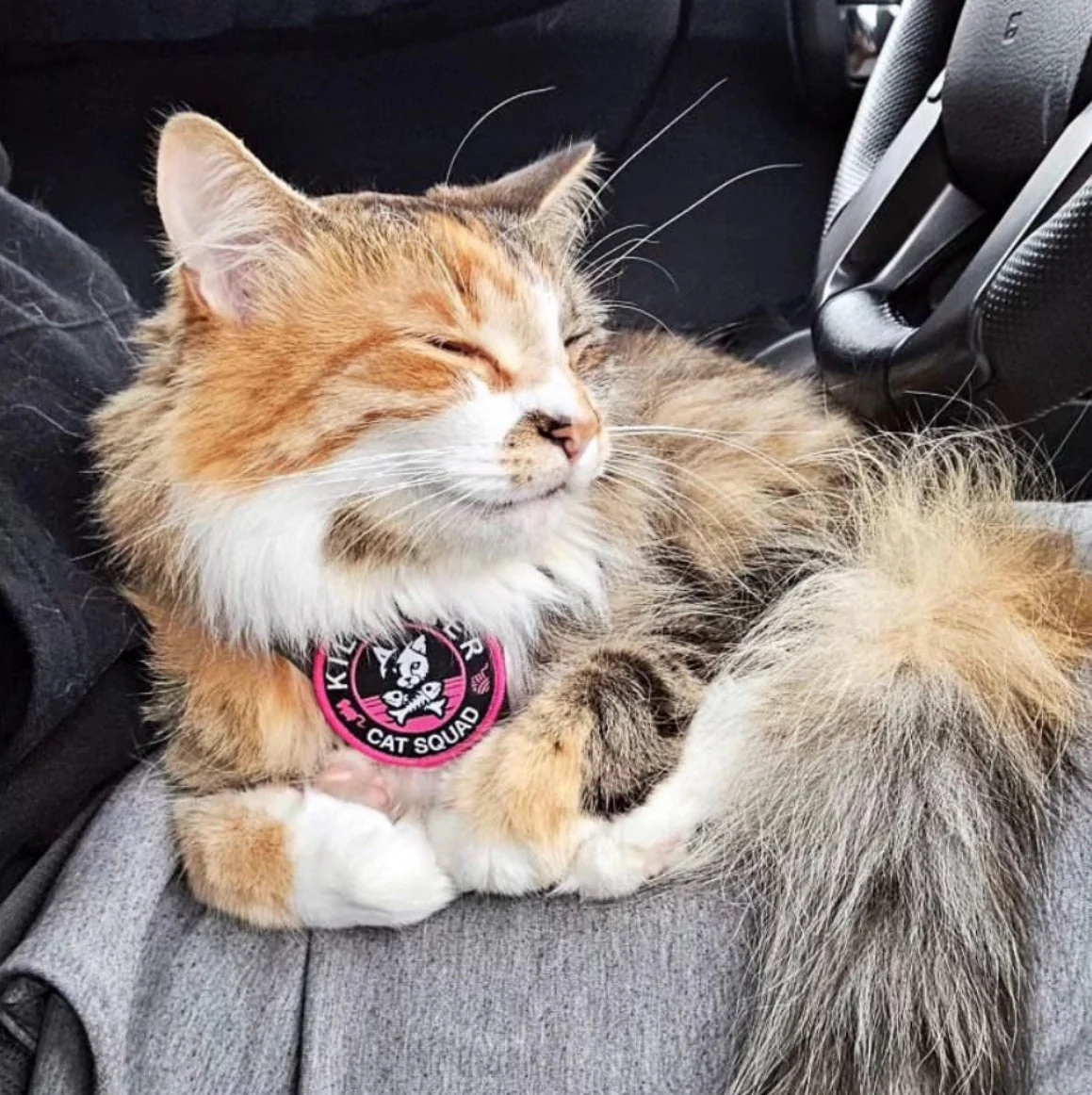 Cat Squad Pink and Black - Morale Patch - Image 2