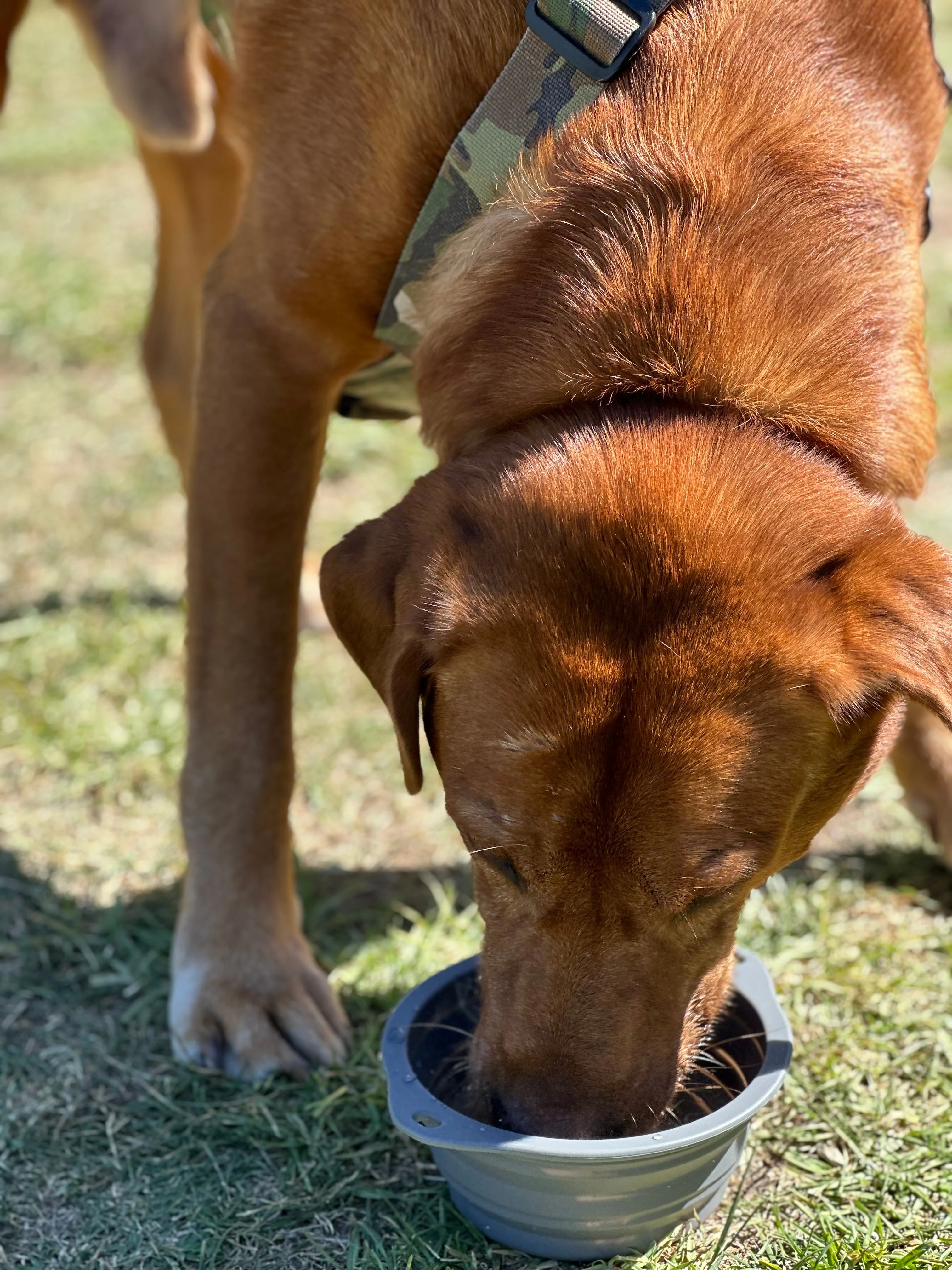 CB1 Collapsible Dog Bowl - Image 8