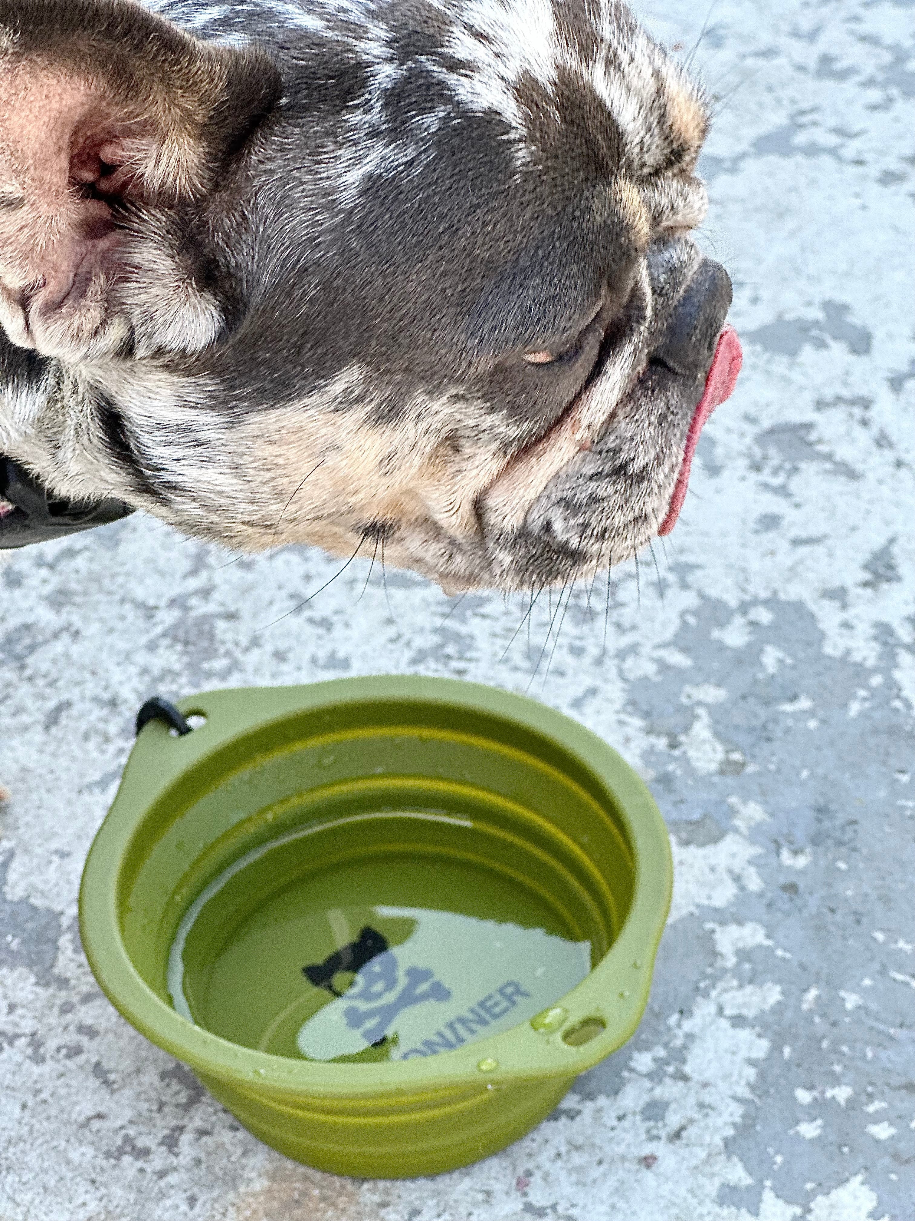 CB1 Collapsible Dog Bowl - Image 9