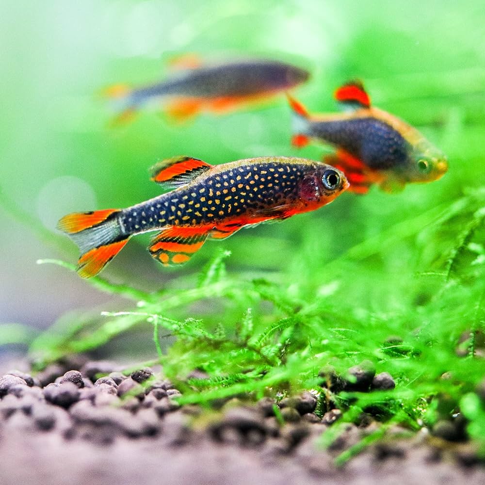 Celestial Pearl Danio / Galaxy Rasbora (Celestichthys margaritatus) - Image 2