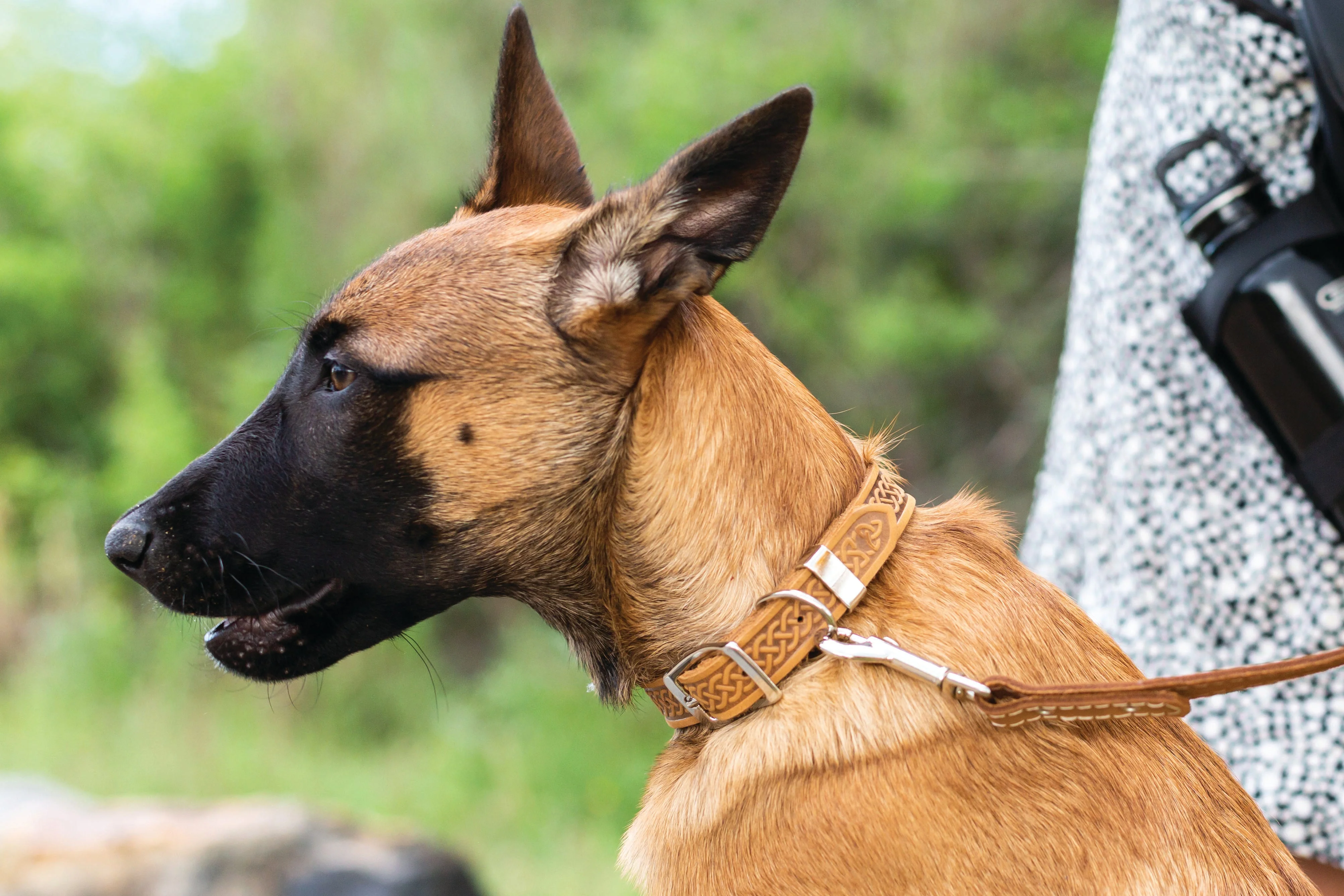Celtic Double Buckle Style Leather Dog Collar - Image 10