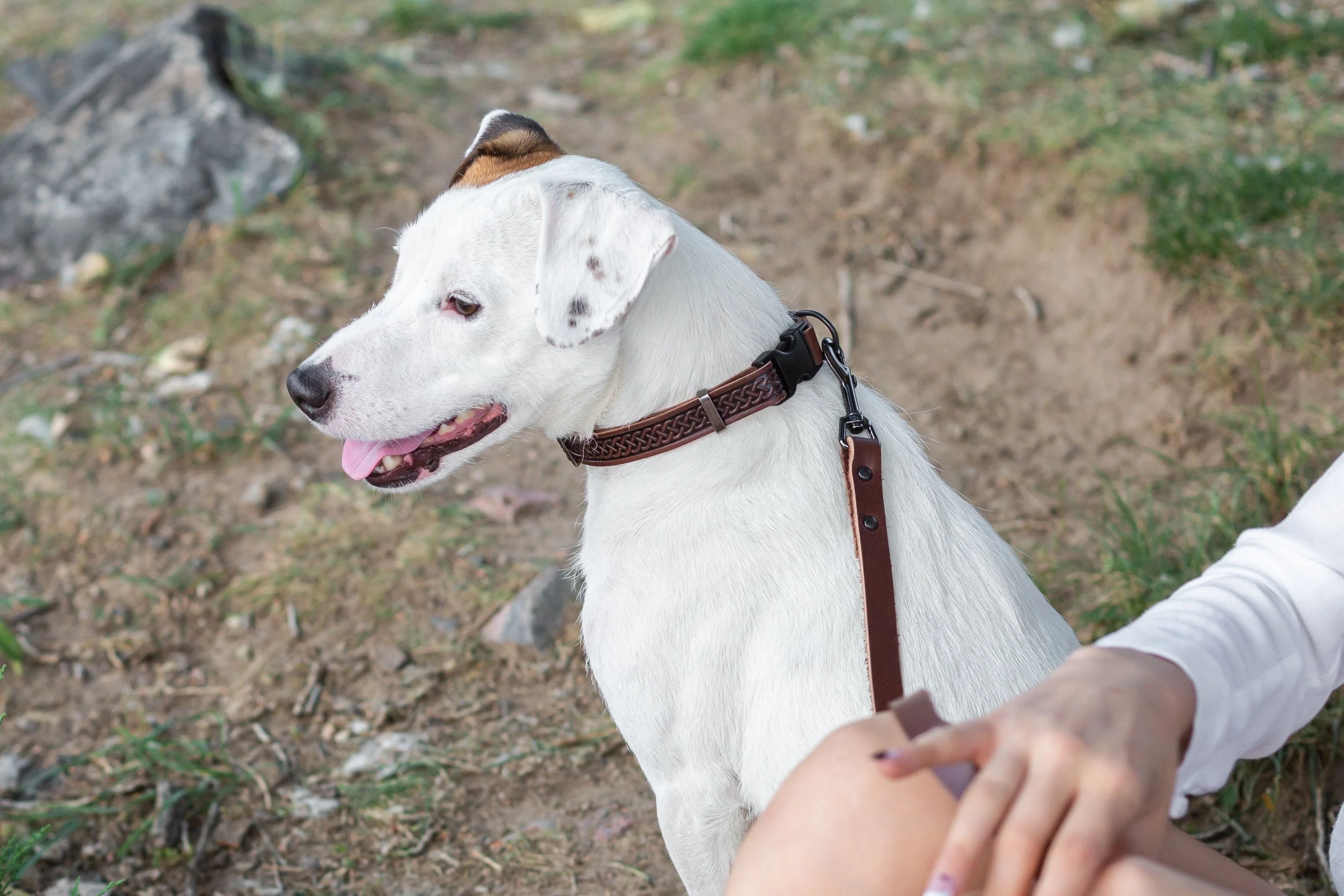 Celtic Sport Chocolate Leather Dog Collar - Image 5