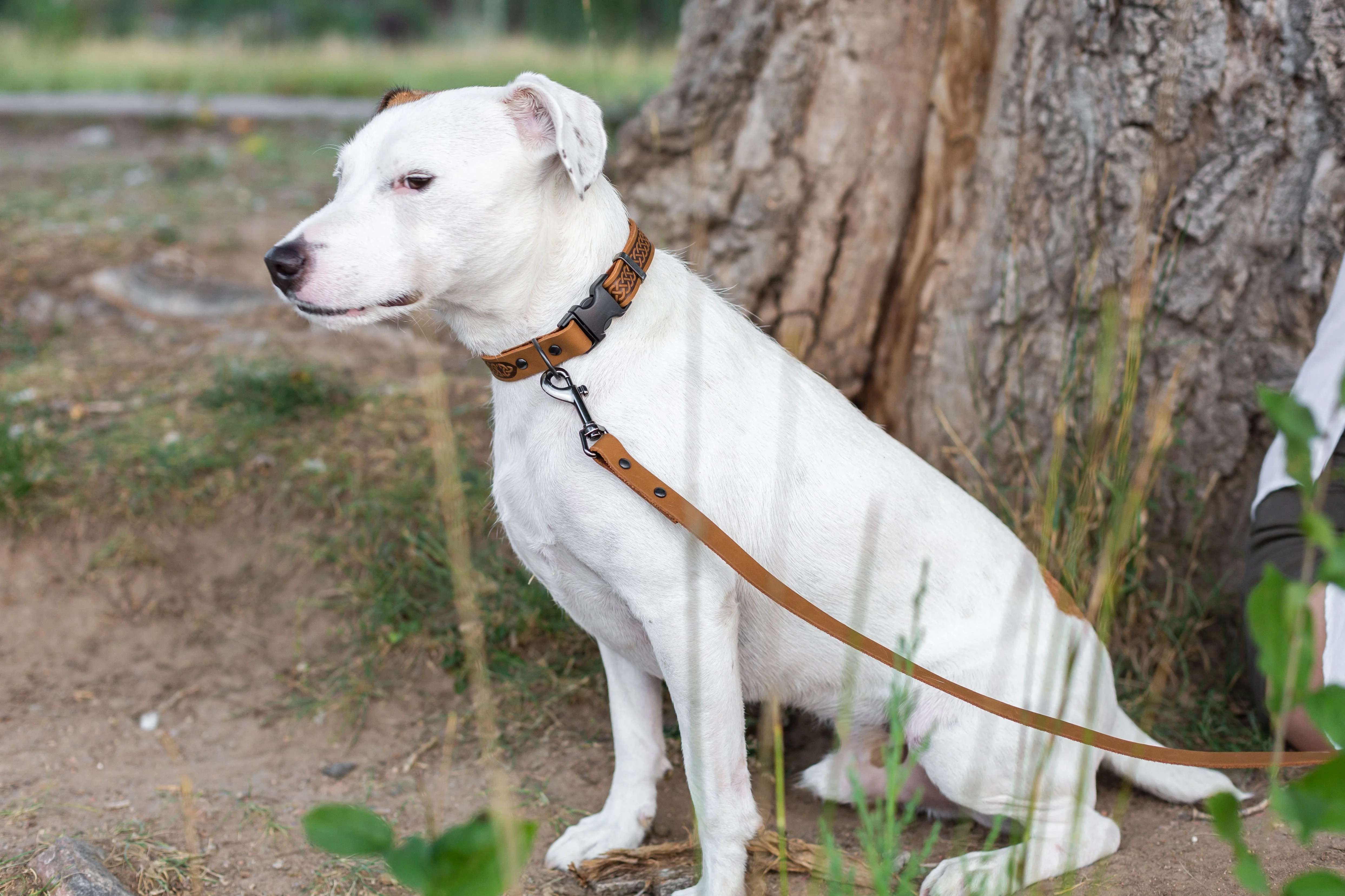 Celtic Sport Khaki Leather Dog Collar - Image 4