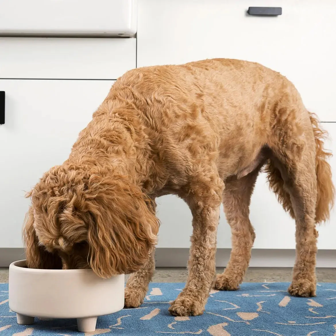 Ceramic Cat & Dog Pet Bowl, Elevated Stoneware Feeder, Dishwasher Safe - Image 6