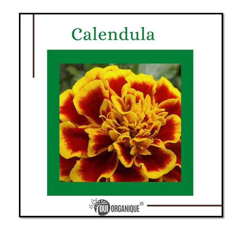 Certified Organic Rejuvenating Night cream calendula Hydrate Anti-aging Repair |Calendula flower - Image 5