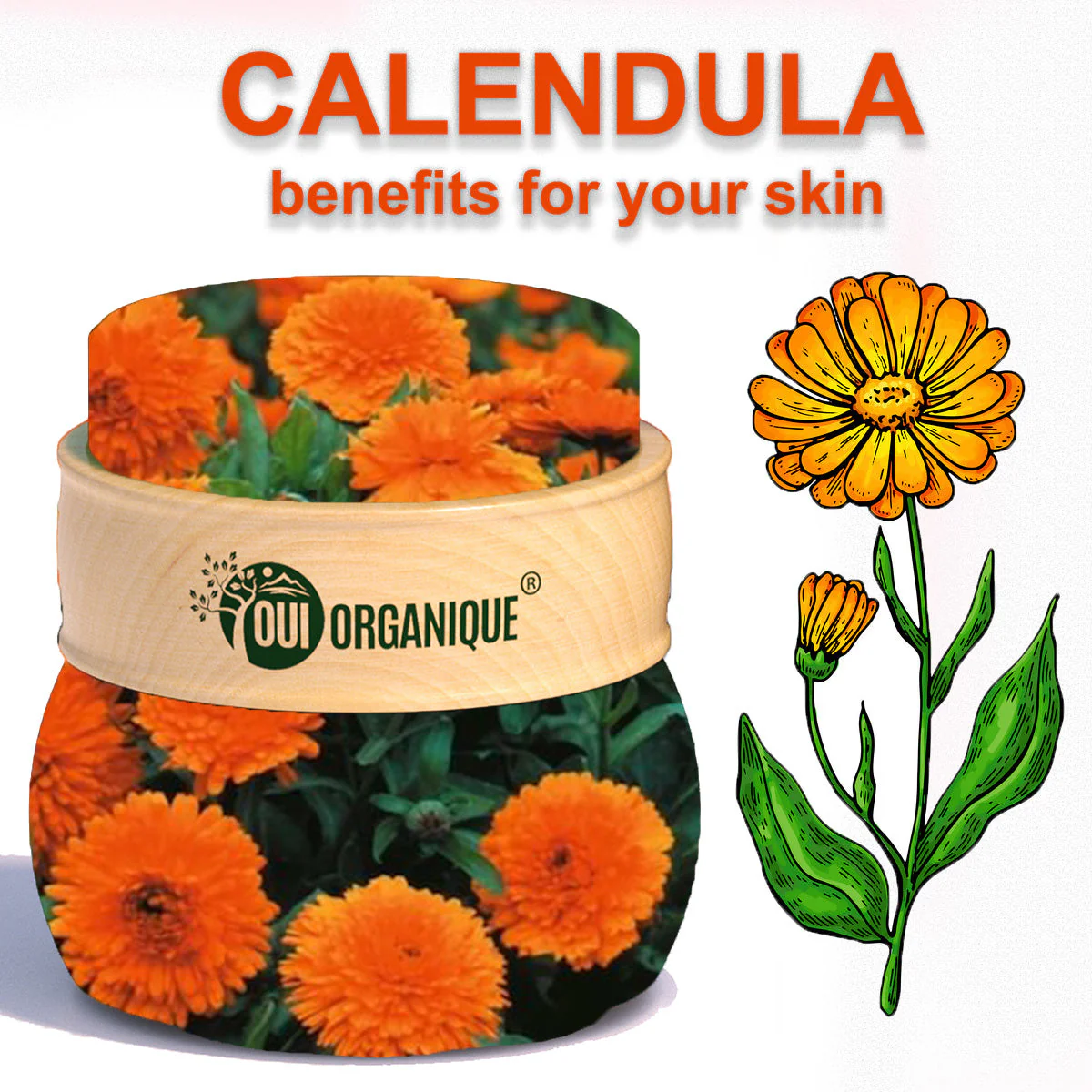 Certified Organic Rejuvenating Night cream calendula Hydrate Anti-aging Repair |Calendula flower - Image 9