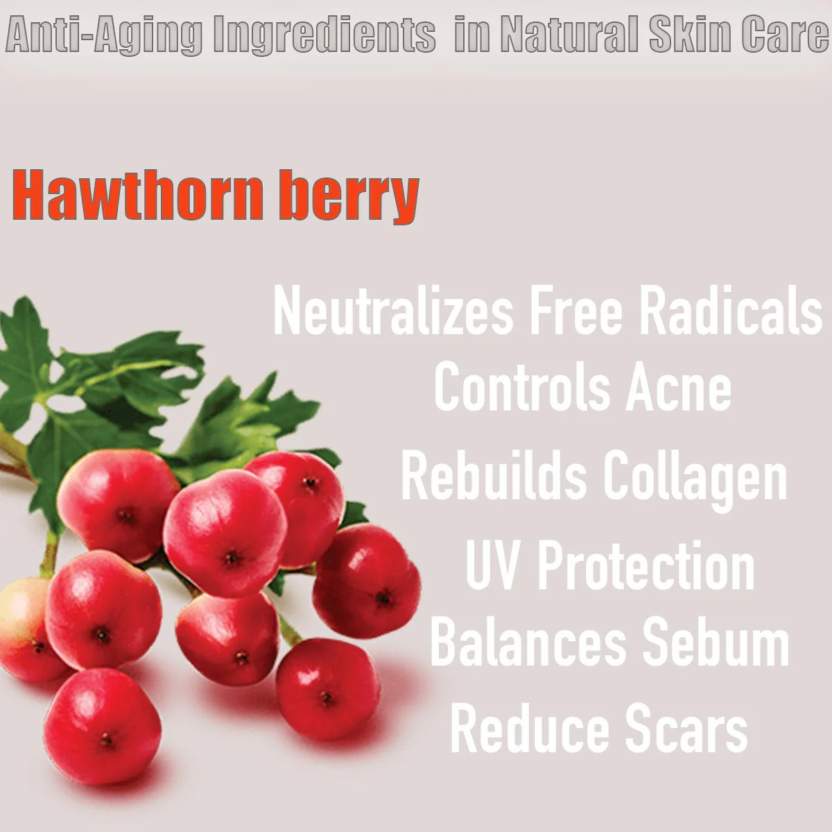 Certified Organic Skin Rejuvenator Serum Anti aging natural sunscreen alternative Botanical retinol - Image 5