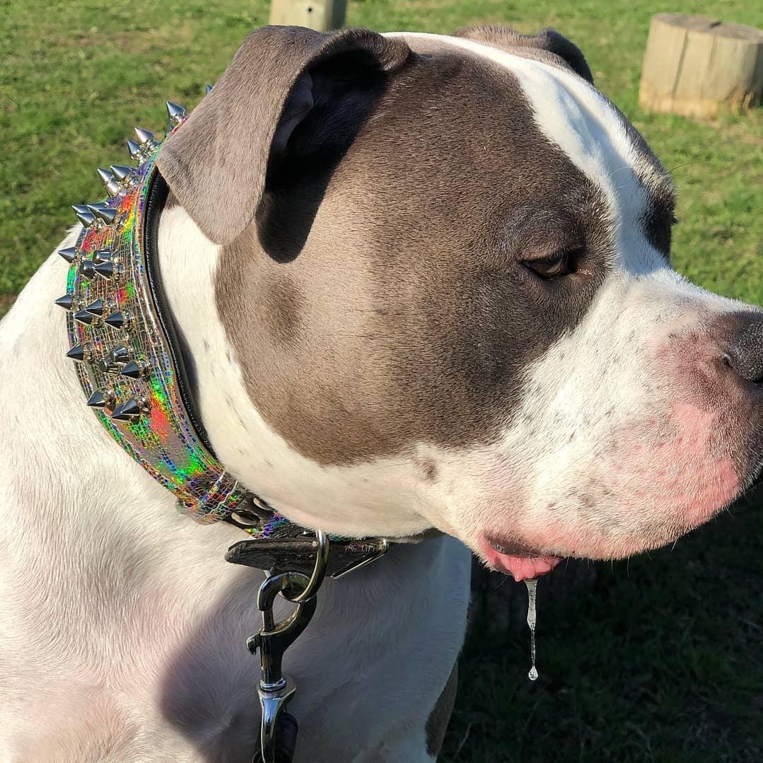 ''Chameleon'' LIMITED big dog collar - Image 2