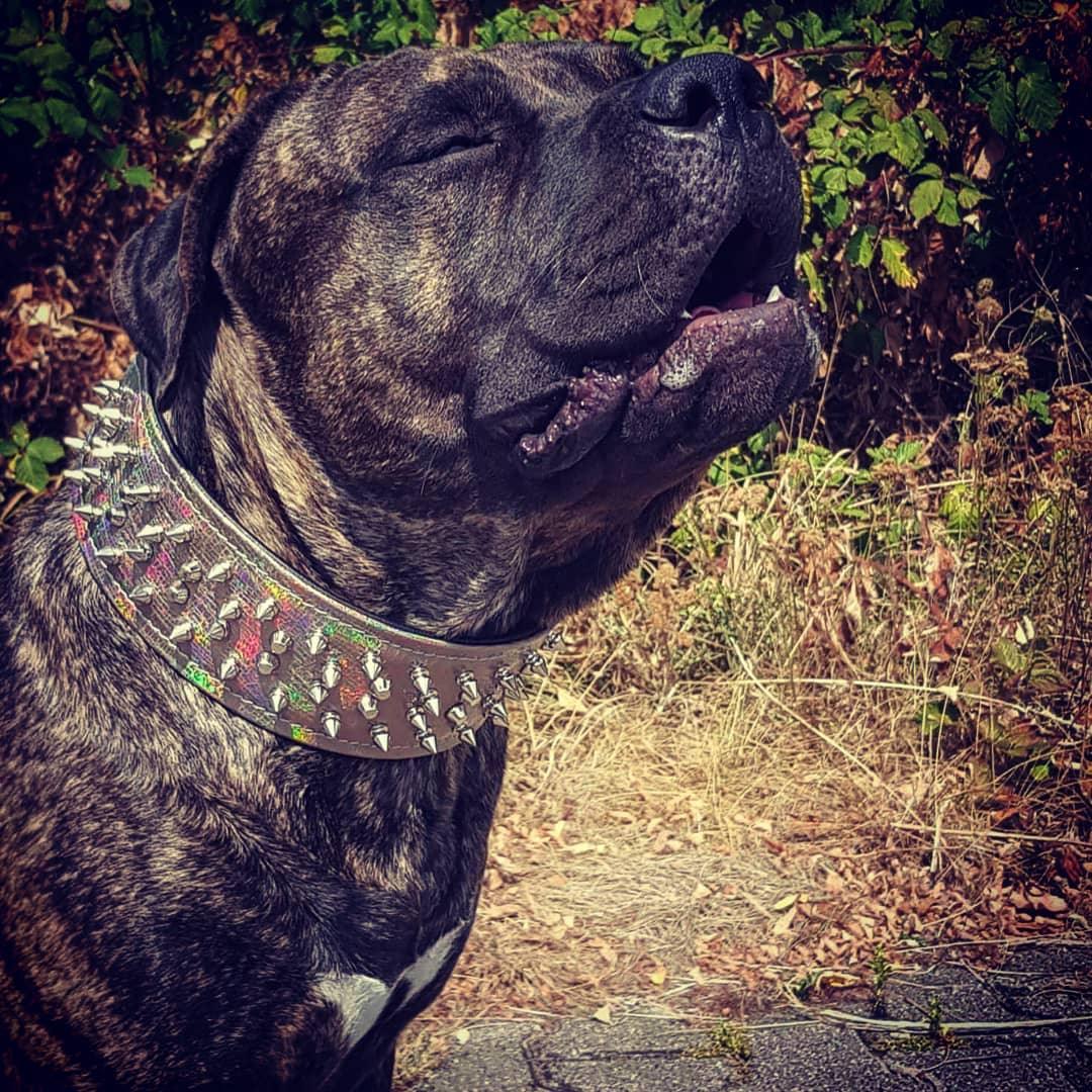 ''Chameleon'' LIMITED big dog collar - Image 3