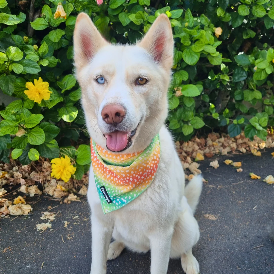 Chasing Rainbows Cooling Bandana - Image 2