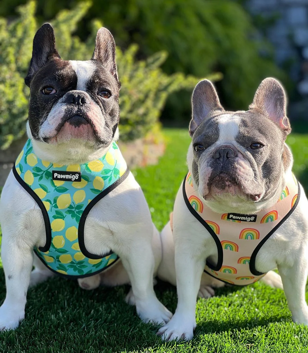 Chasing Rainbows Reversible Harness - Image 3