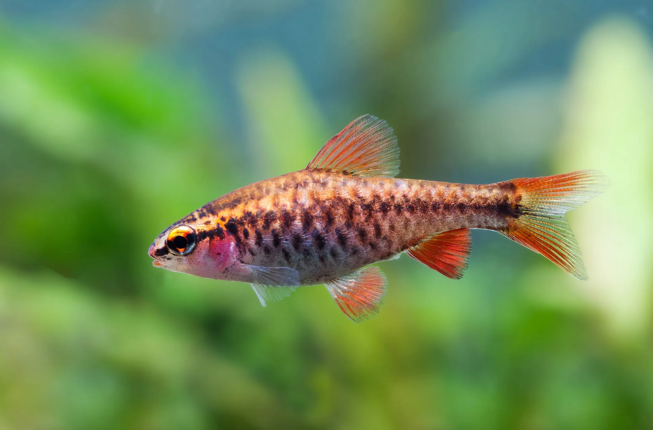 Cherry barbs - Image 2