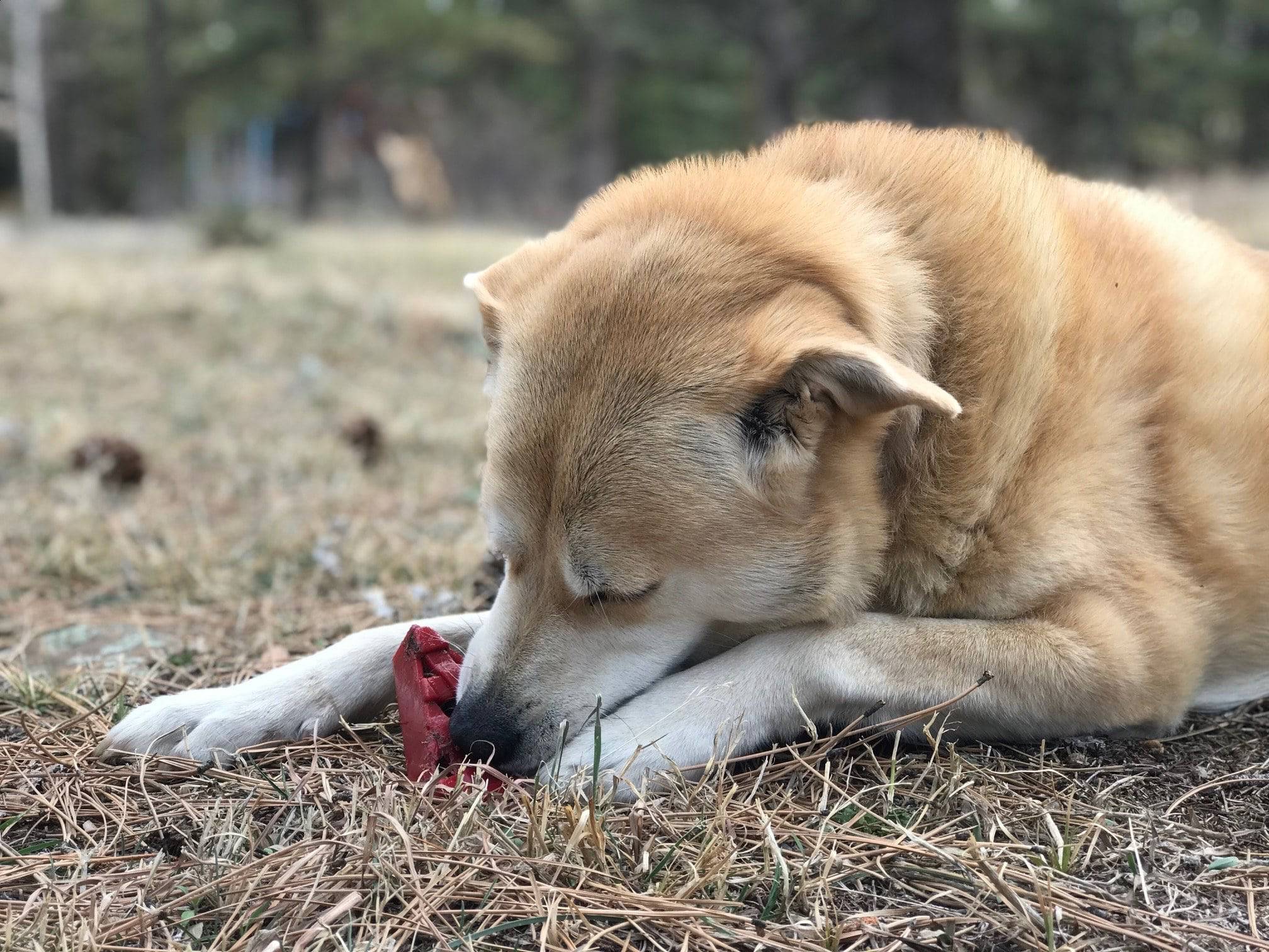 Cherry Pie Nylon Dog Chew Toy for Aggressive Chewers | USA Made | SodaPup - Image 10