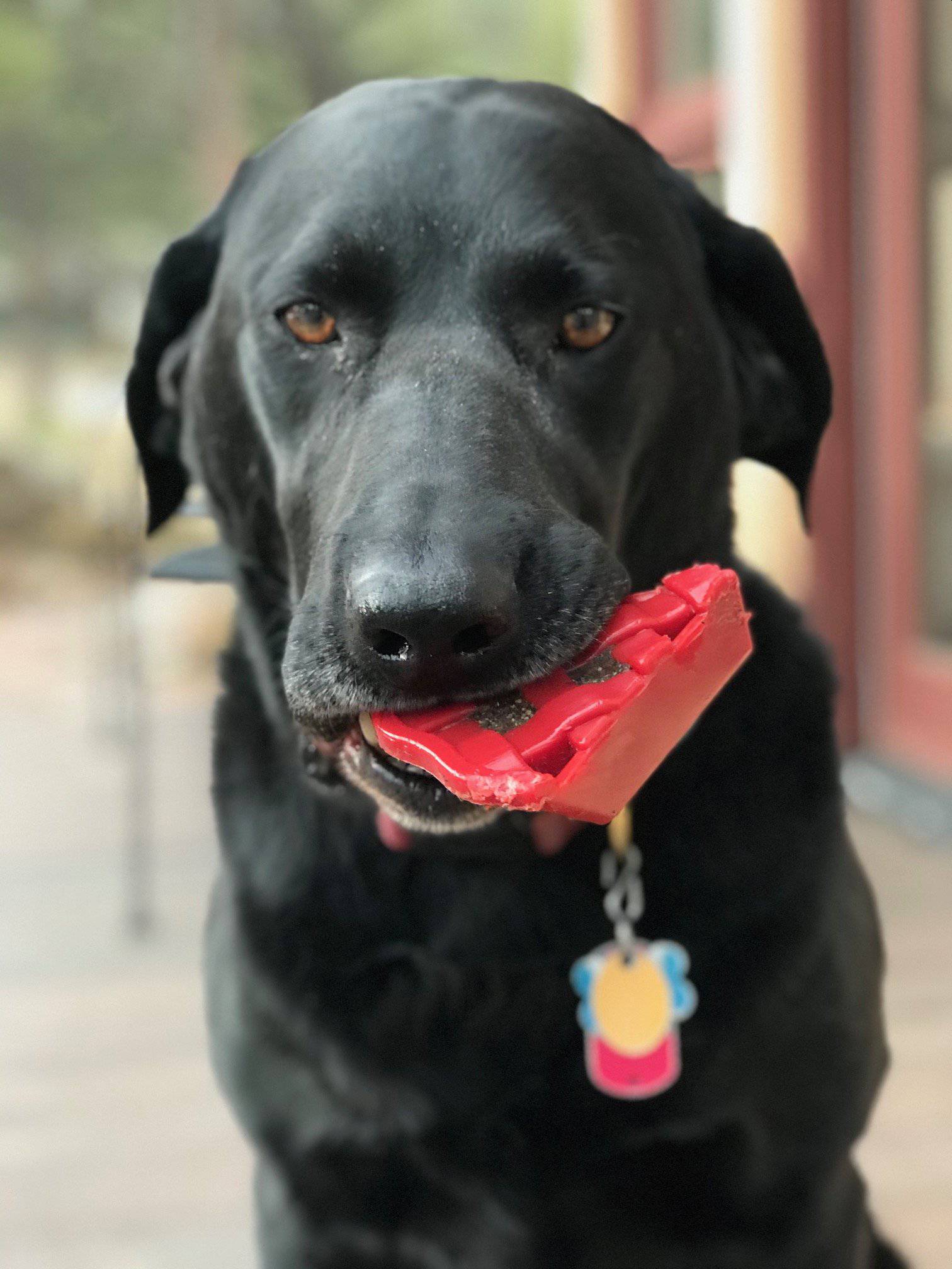 Cherry Pie Nylon Dog Chew Toy for Aggressive Chewers | USA Made | SodaPup - Image 6