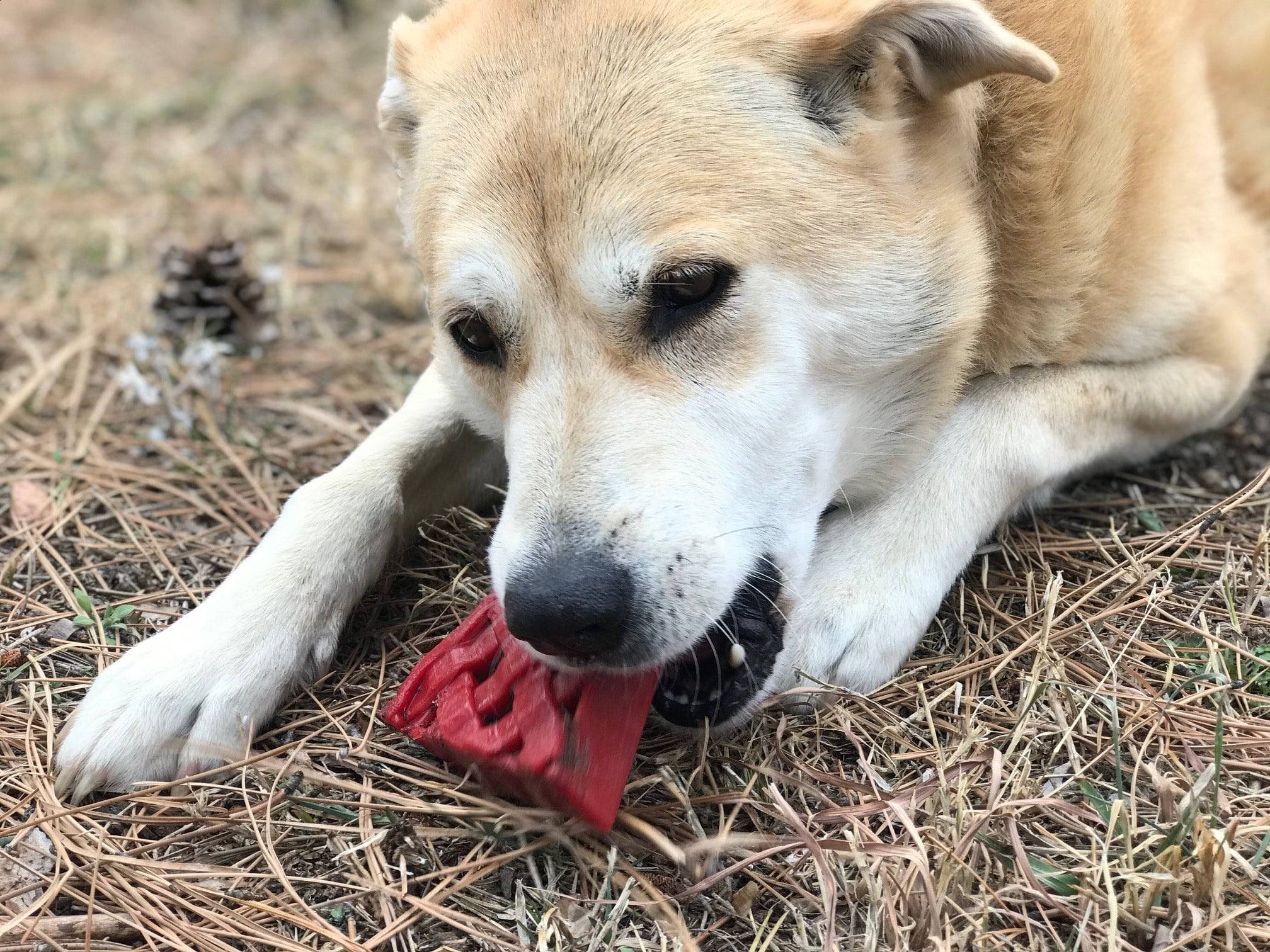 Cherry Pie Nylon Dog Chew Toy for Aggressive Chewers | USA Made | SodaPup - Image 8