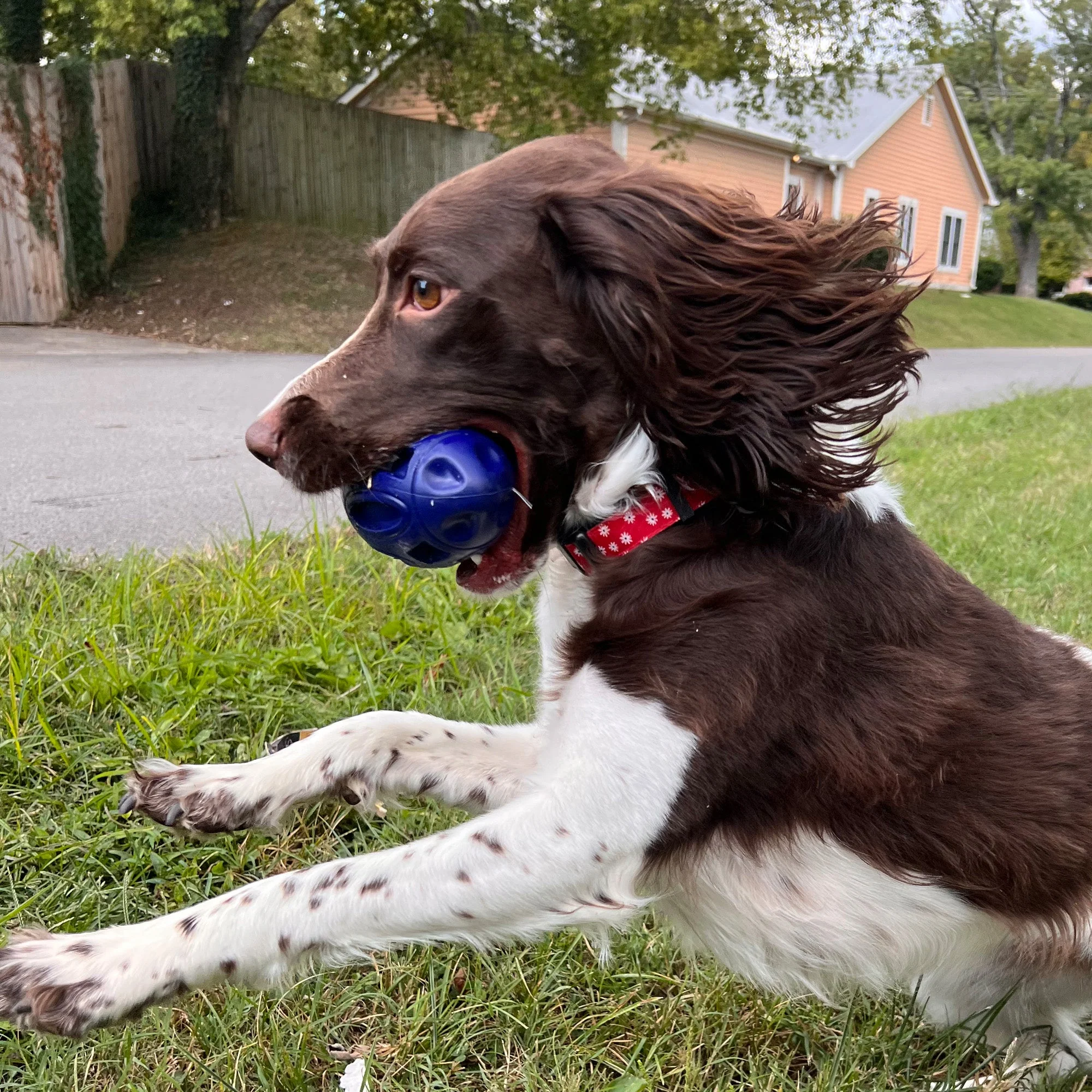 Chewie Squeak Rubber Football - Image 7