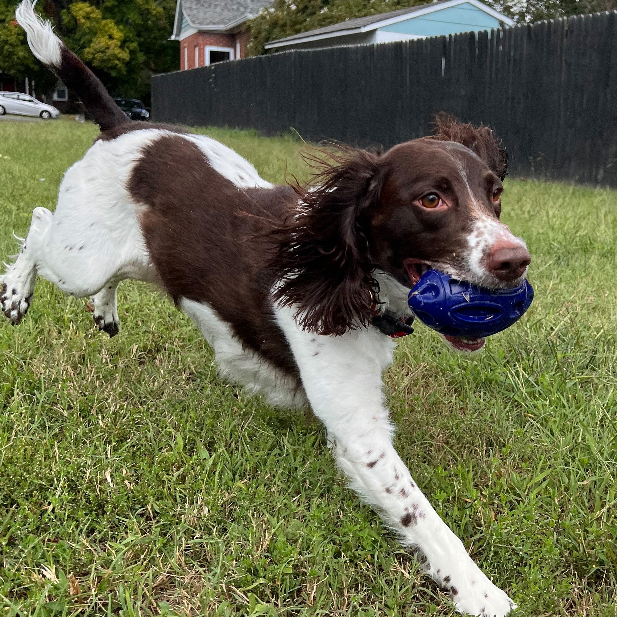 Chewie Squeak Rubber Football - Image 8