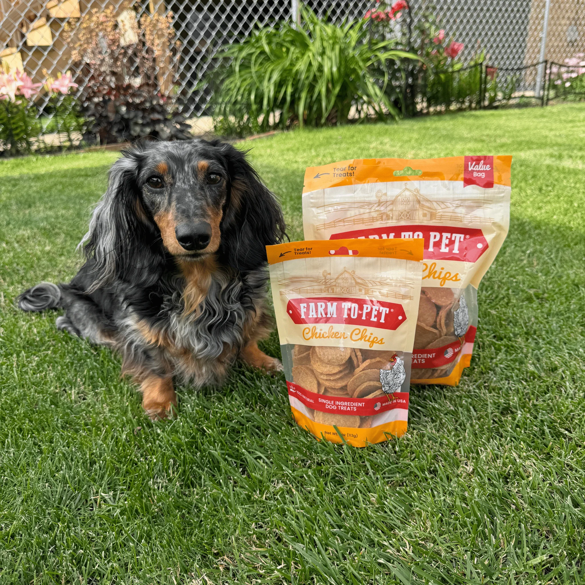 Chicken Chips for Dogs | All-Natural Single-Ingredient Dog Treats - Image 10