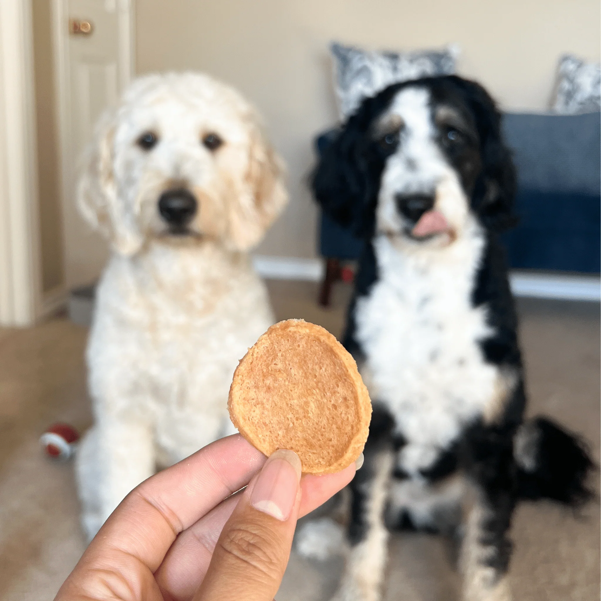 Chicken Chips for Dogs | All-Natural Single-Ingredient Dog Treats - Image 11