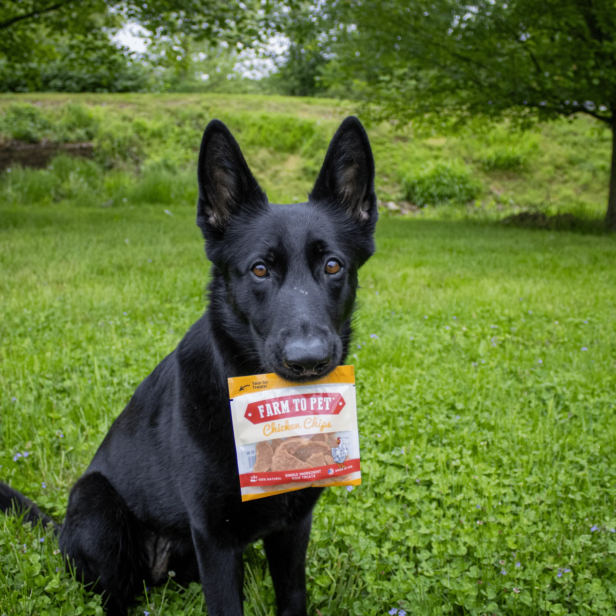 Chicken Chips Snack Pack Bundles | Dog Party Favors & Training Treats - Image 12