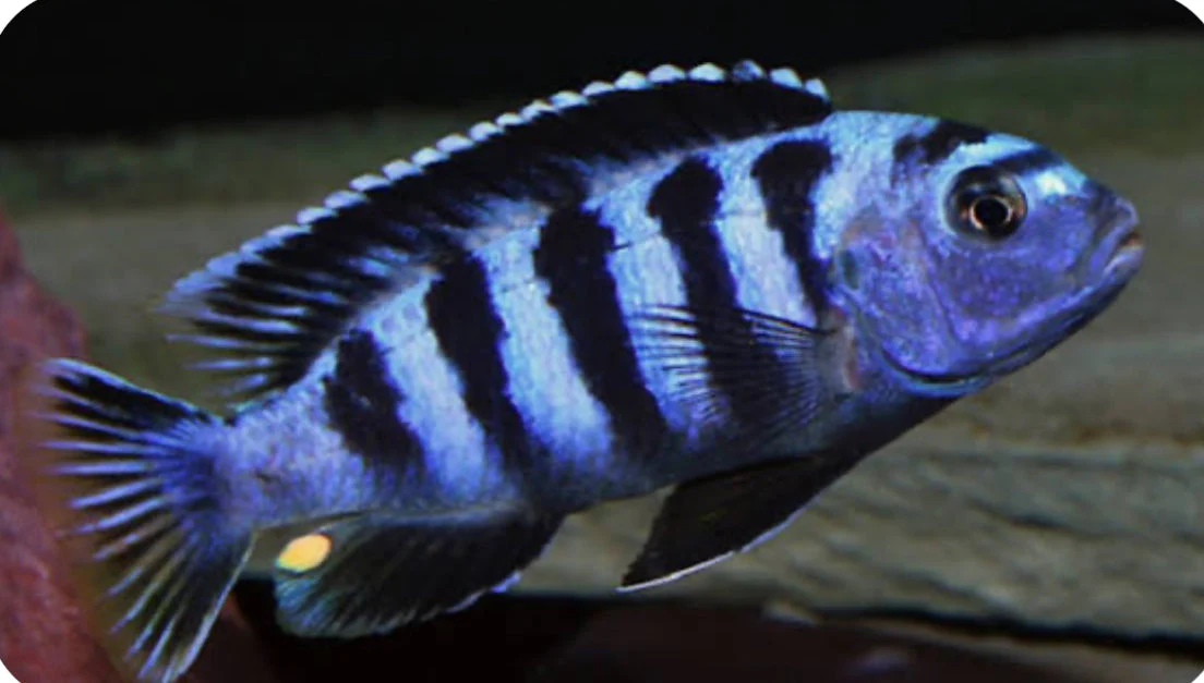 Chindongo saulosi Mbuna German Blood (Juveniles 2"+) - Image 2