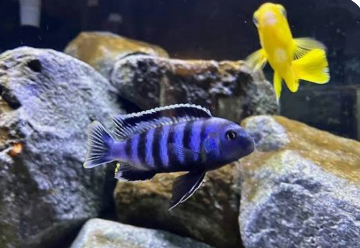 Chindongo saulosi Mbuna German Blood (Juveniles 2"+) - Image 3