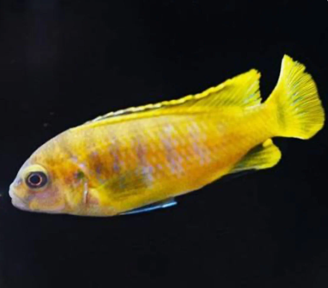 Chindongo saulosi Mbuna German Blood (Juveniles 2"+) - Image 4