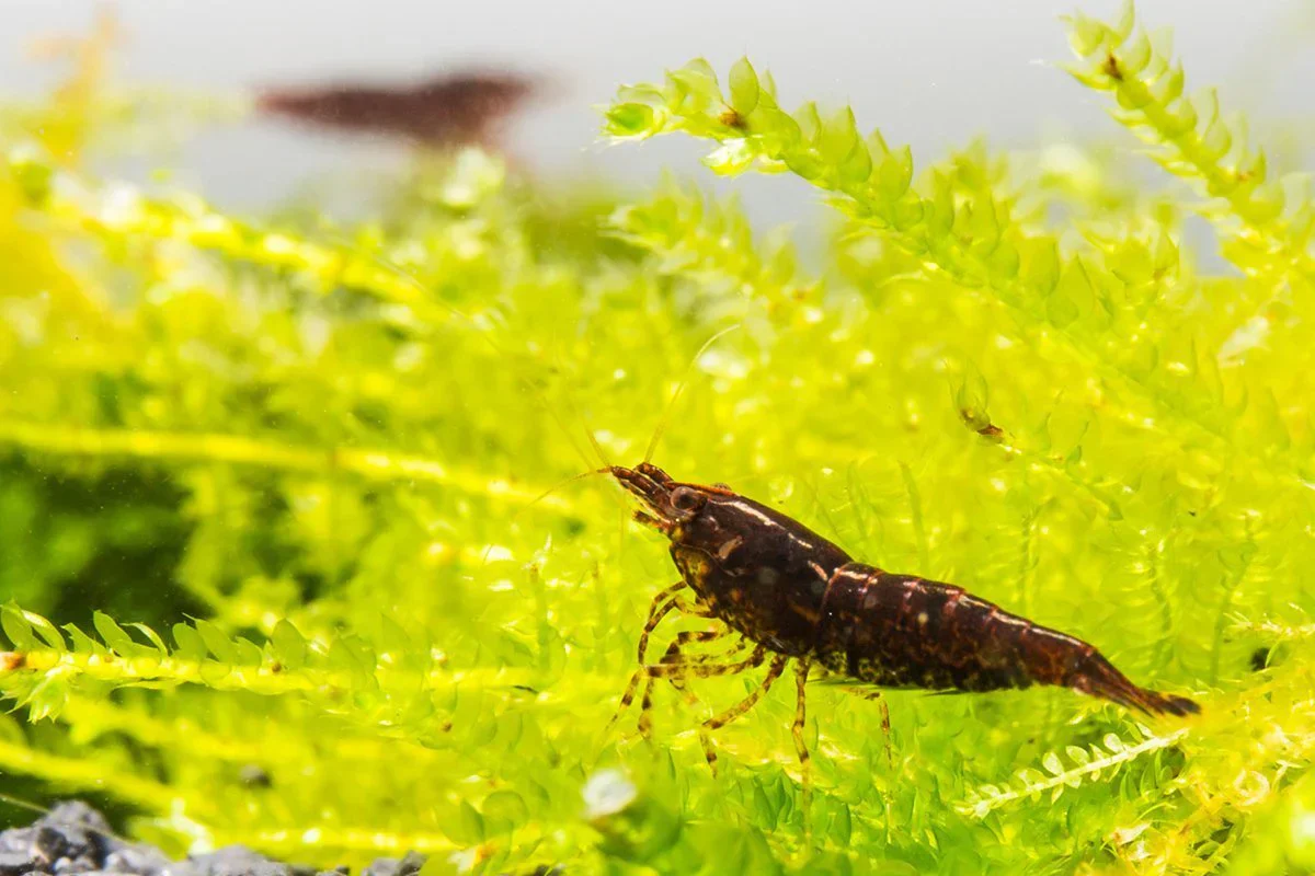 Chocolate Shrimp - Image 2