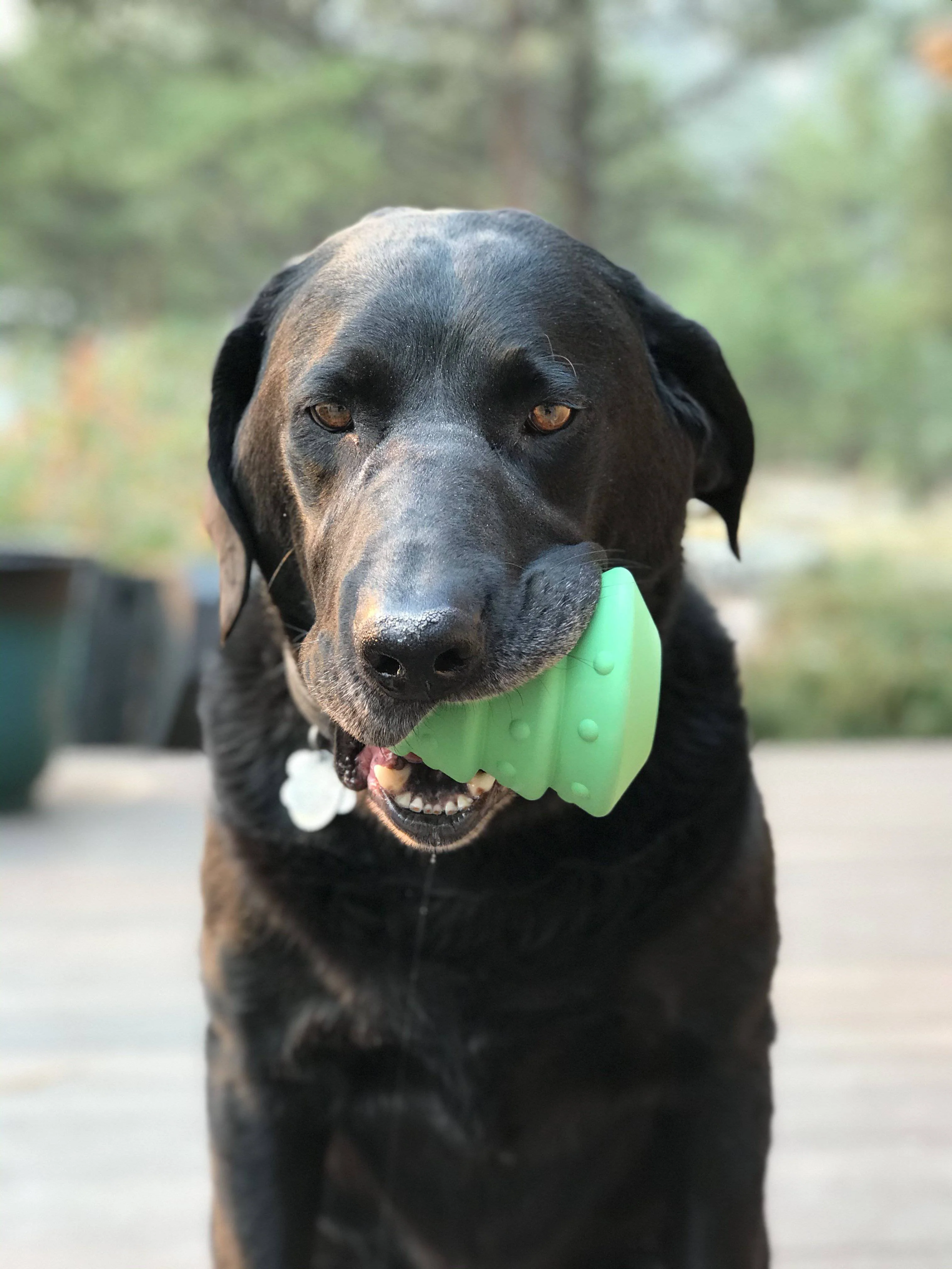 Christmas Tree Dog Toy - Durable Rubber Chew Toy for Large Dogs | USA Made - Image 10