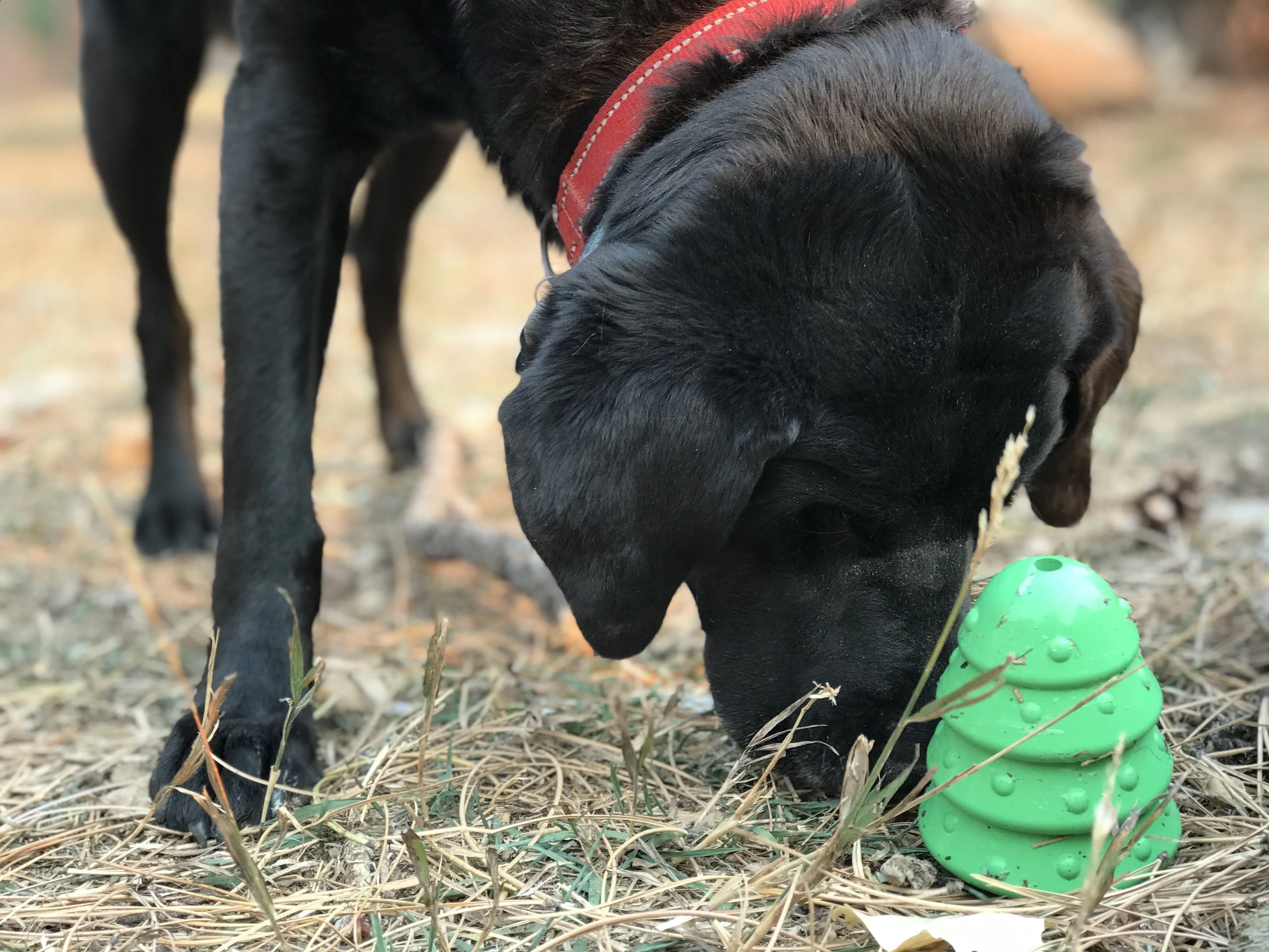 Christmas Tree Dog Toy - Durable Rubber Chew Toy for Large Dogs | USA Made - Image 11