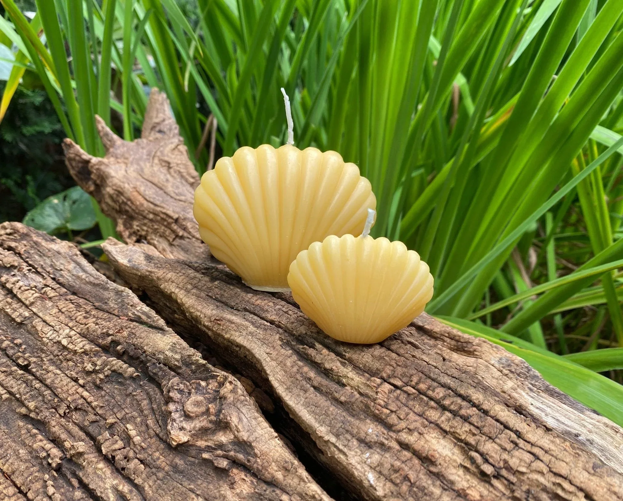 Clam Shell Beeswax Candle Set - Image 2