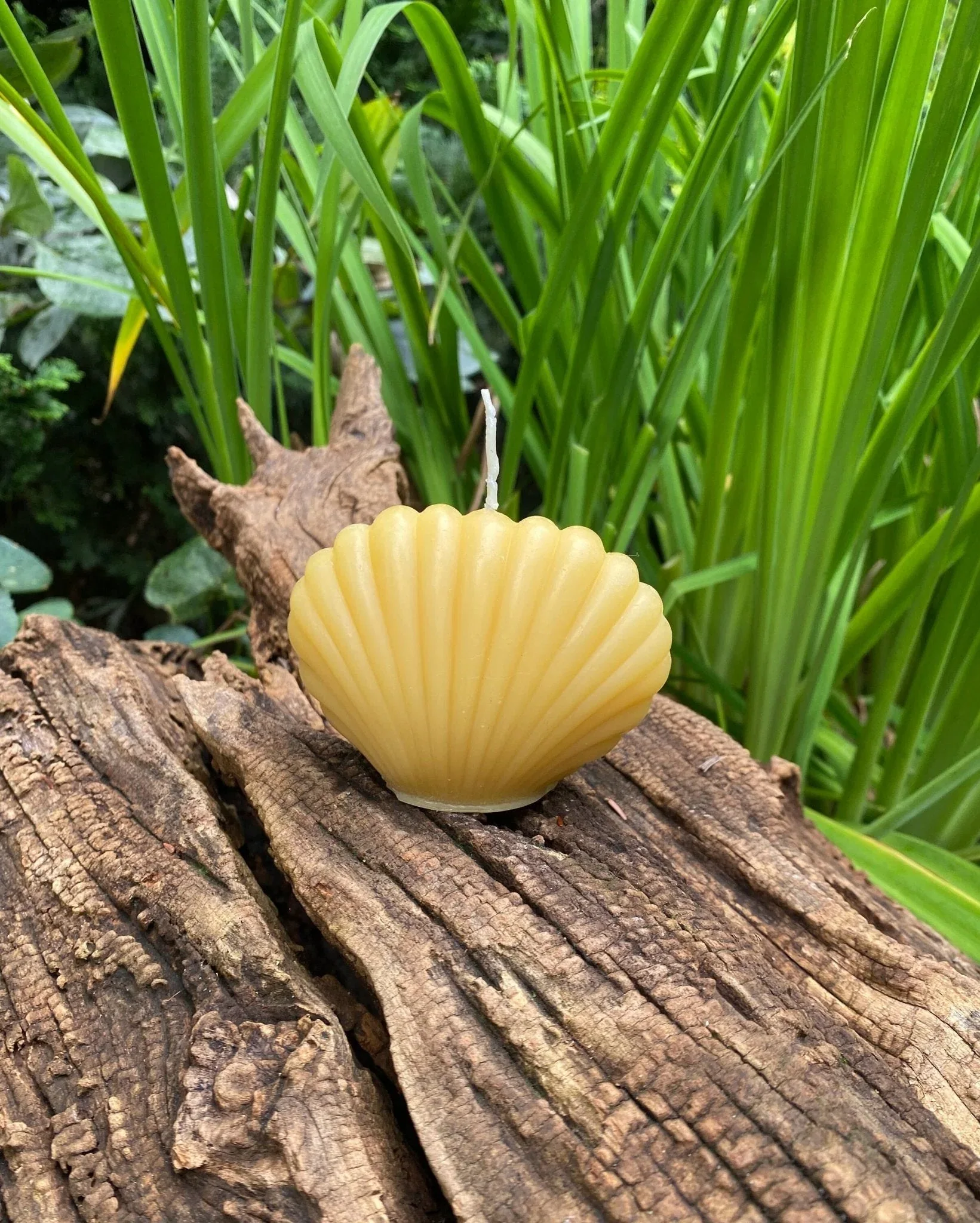 Clam Shell Beeswax Candle Set - Image 3