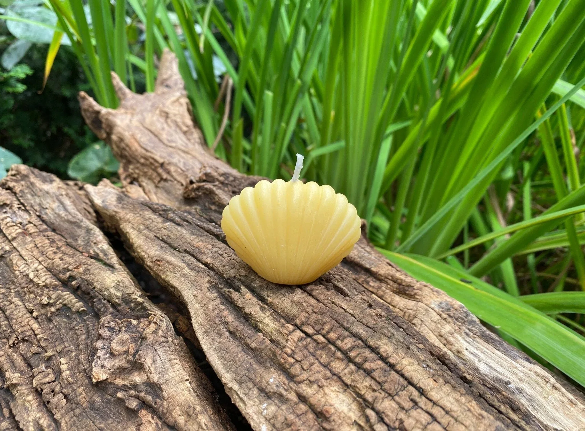 Clam Shell Beeswax Candle Set - Image 4