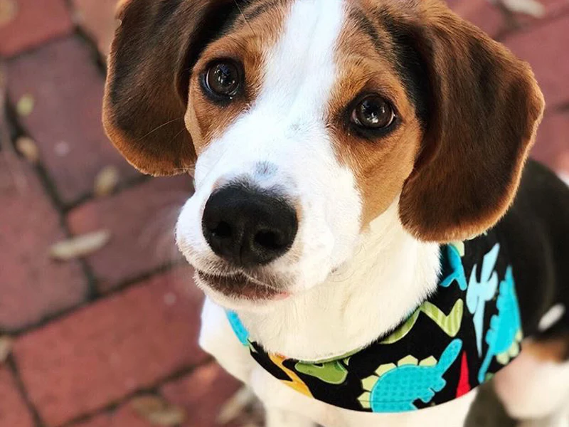 "Classic Bandana" Dog Bandana - Image 2