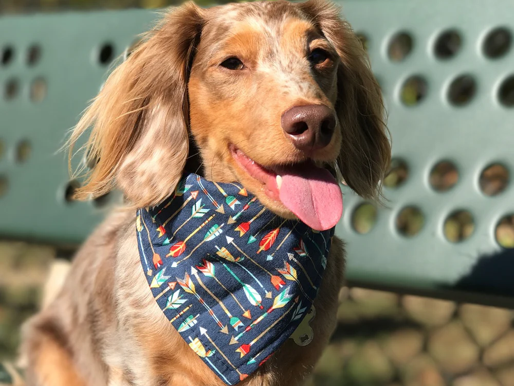 "Classic Bandana" Dog Bandana - Image 3
