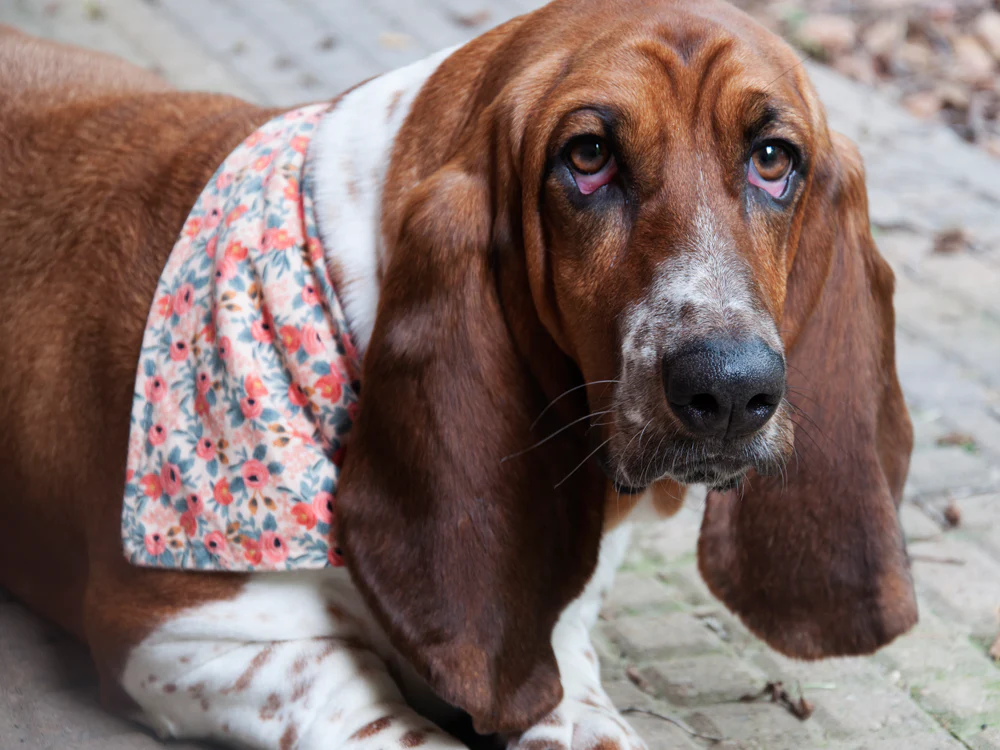 "Classic Bandana" Dog Bandana - Image 4