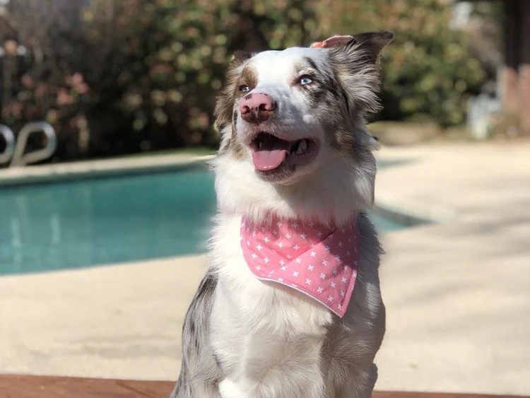 "Classic Bandana" Dog Bandana - Image 5