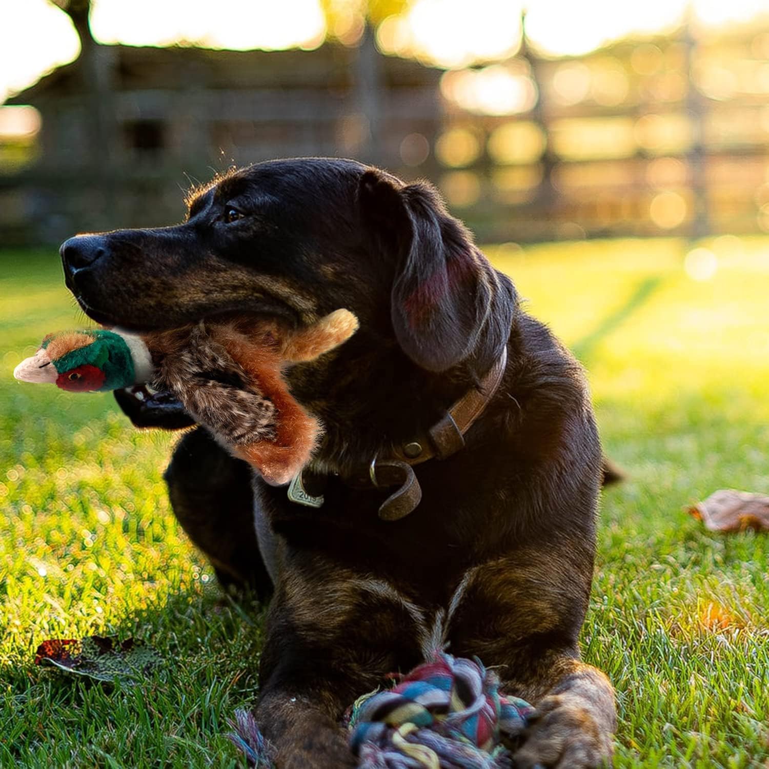 Classic - Dog Toys - Squeaky Dog Pheasant Toys for Dogs - Image 8