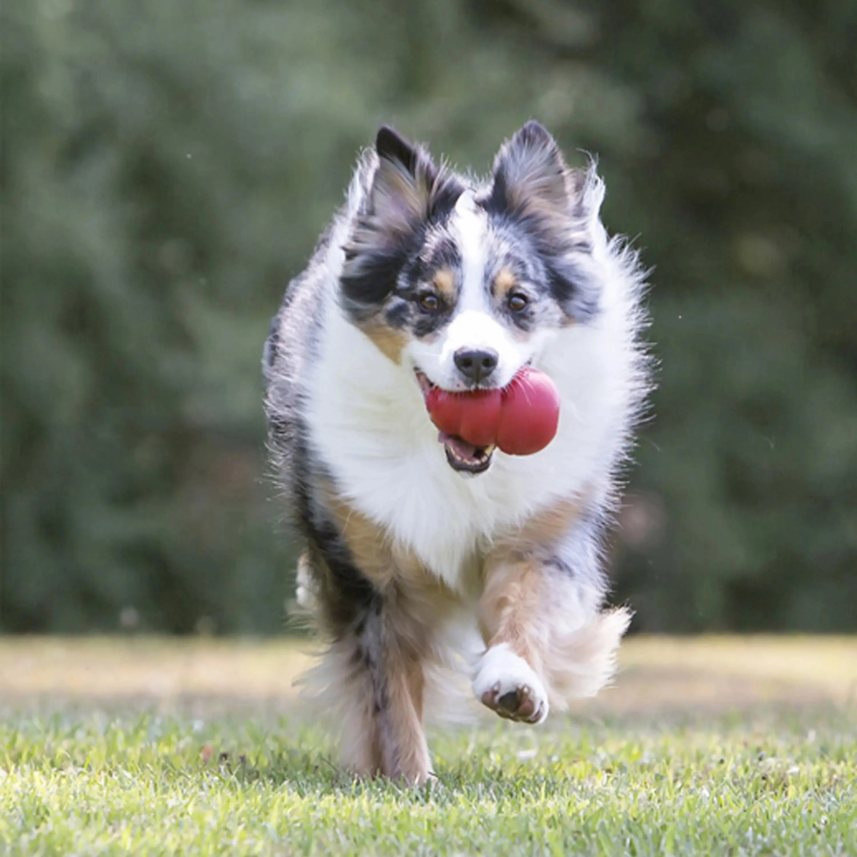 Classic Stuffed Dog Chew Toy, XXL - Image 2