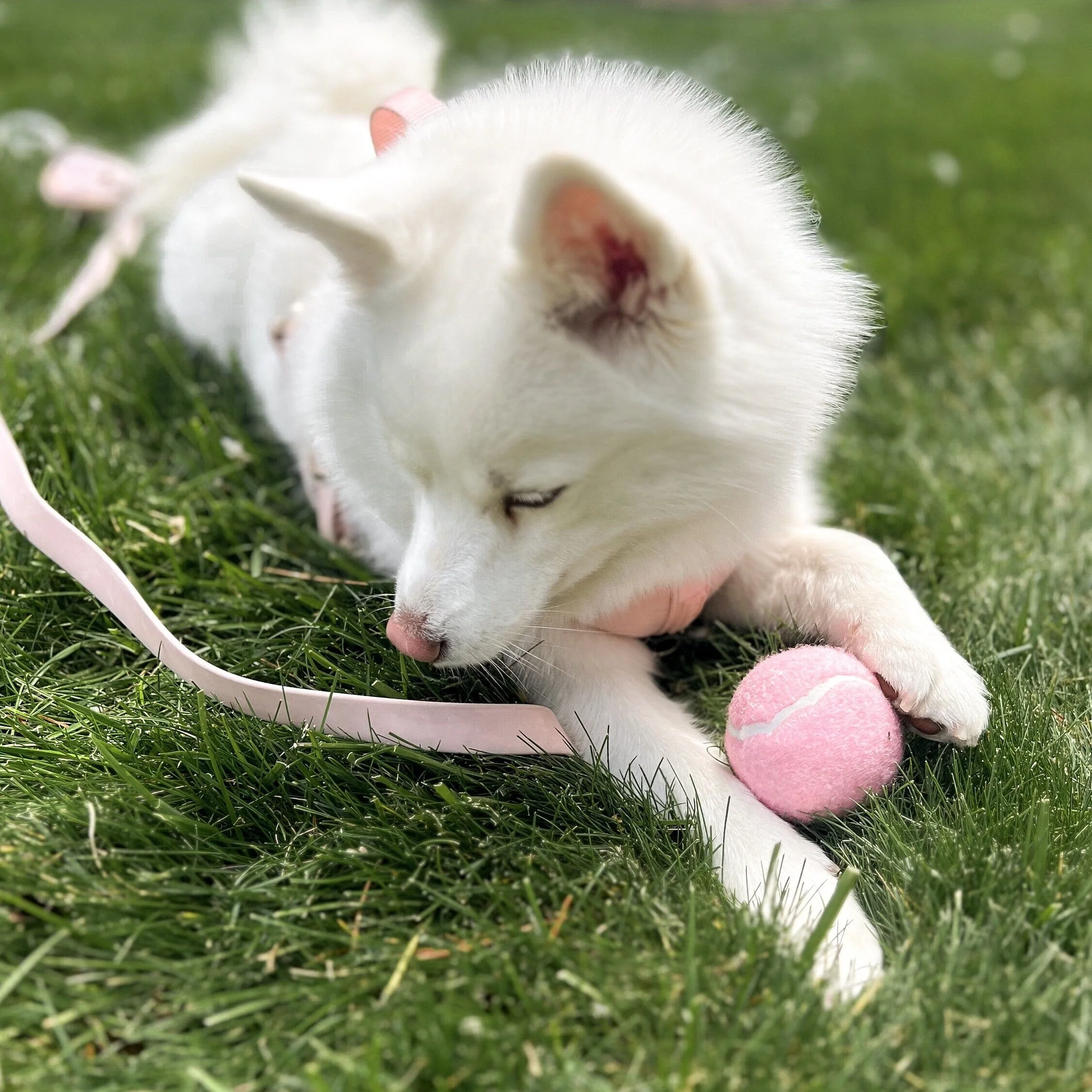 Classic Tennis Ball - Rose - Image 3